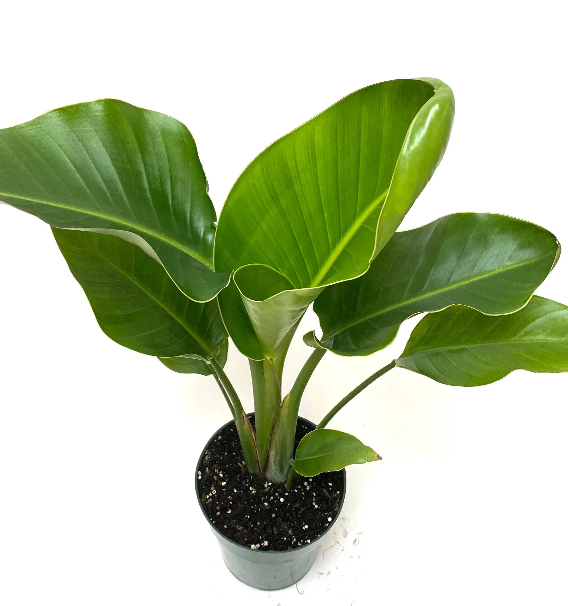 Bird of Paradise White, Strelitzia Nicolai 2-3ft High