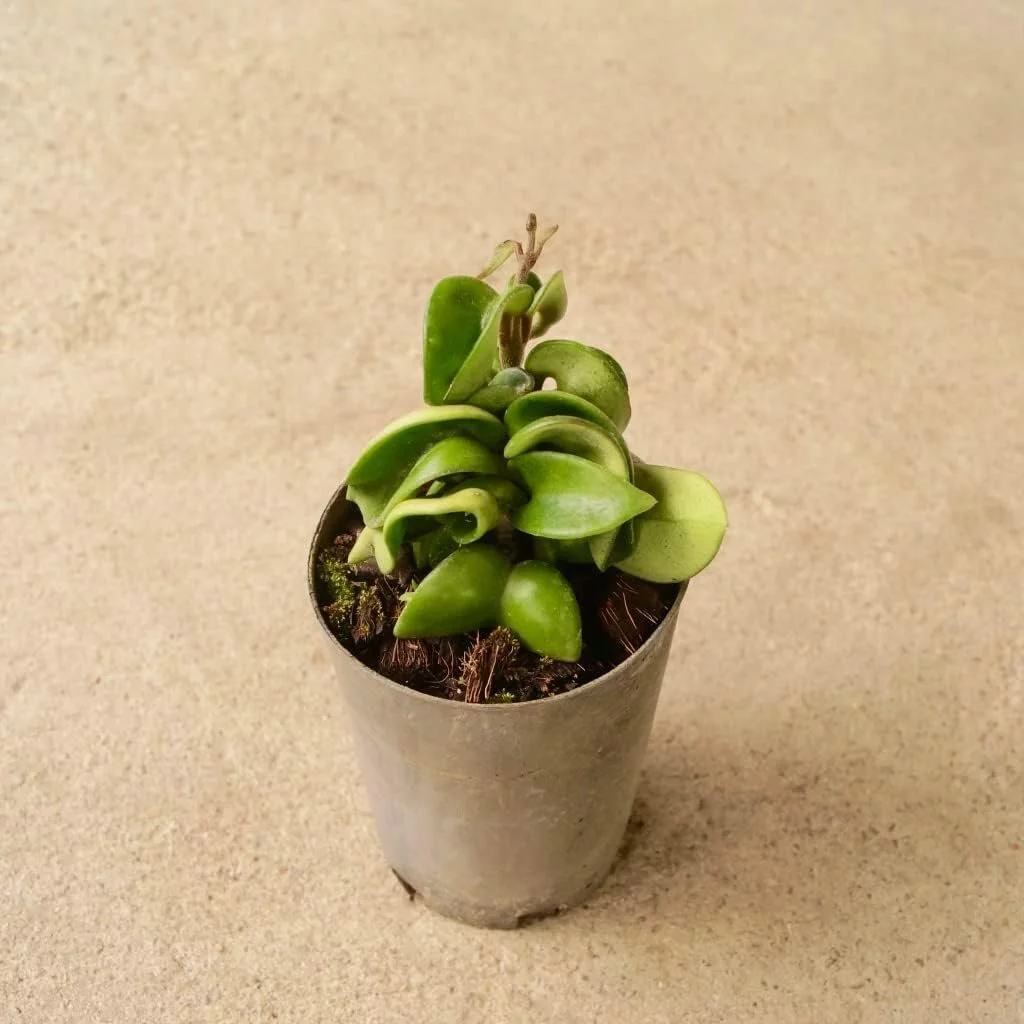 Hoya Hindu Rope Plant - Live Plant in a 2 Inch Pot - Hoya Carnosa 'Compacta - Indoor Houseplants Straight from The Nursery