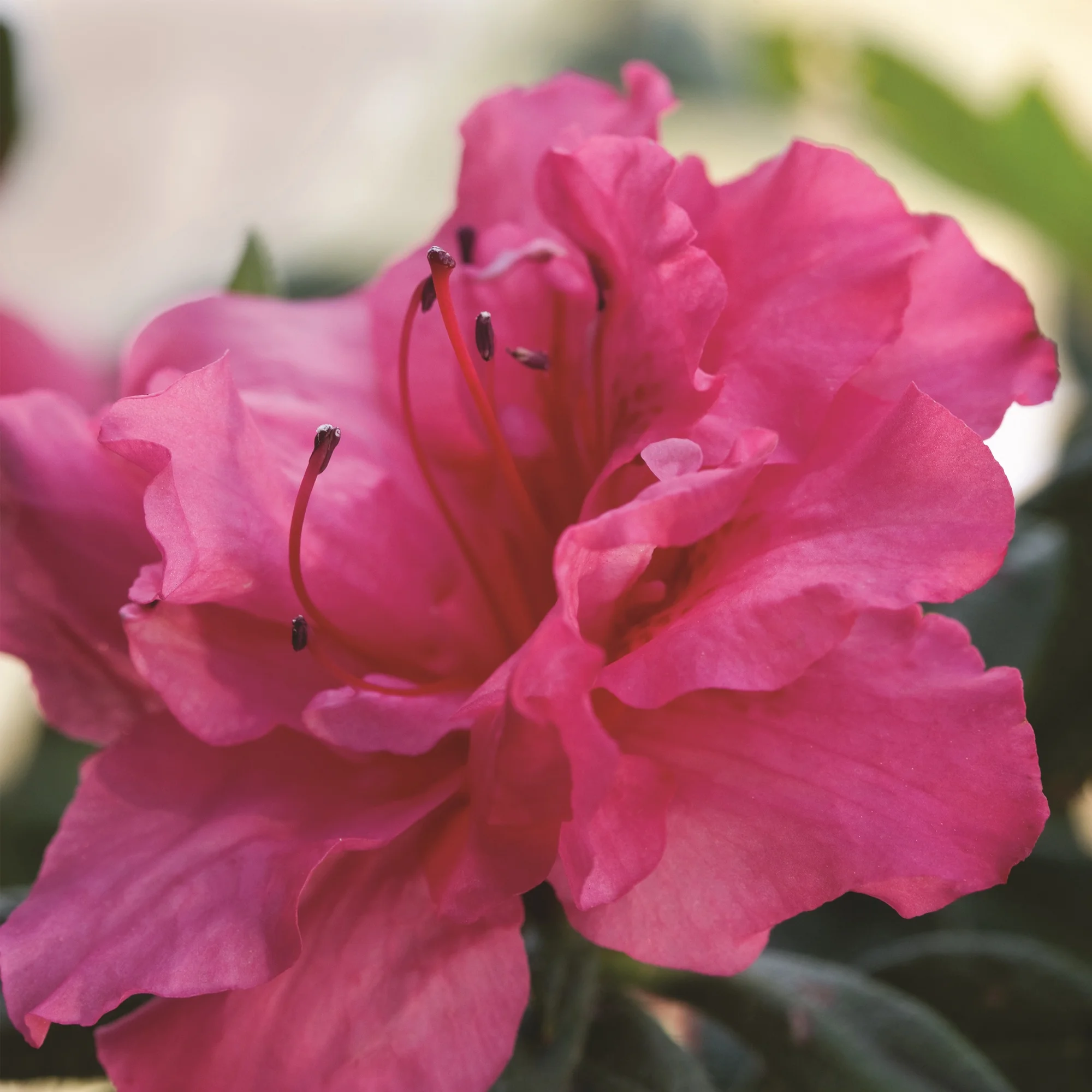 Encore Azalea Autumn Rouge Live Shrubs