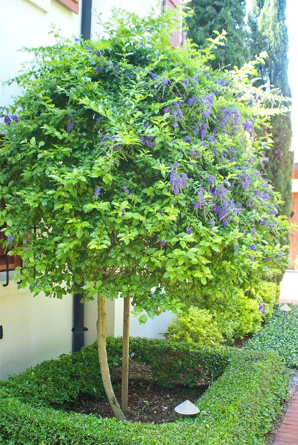 Sapphire Showers Duranta - Live Plant in a 10 Inch Pot - Duranta Erecta 
