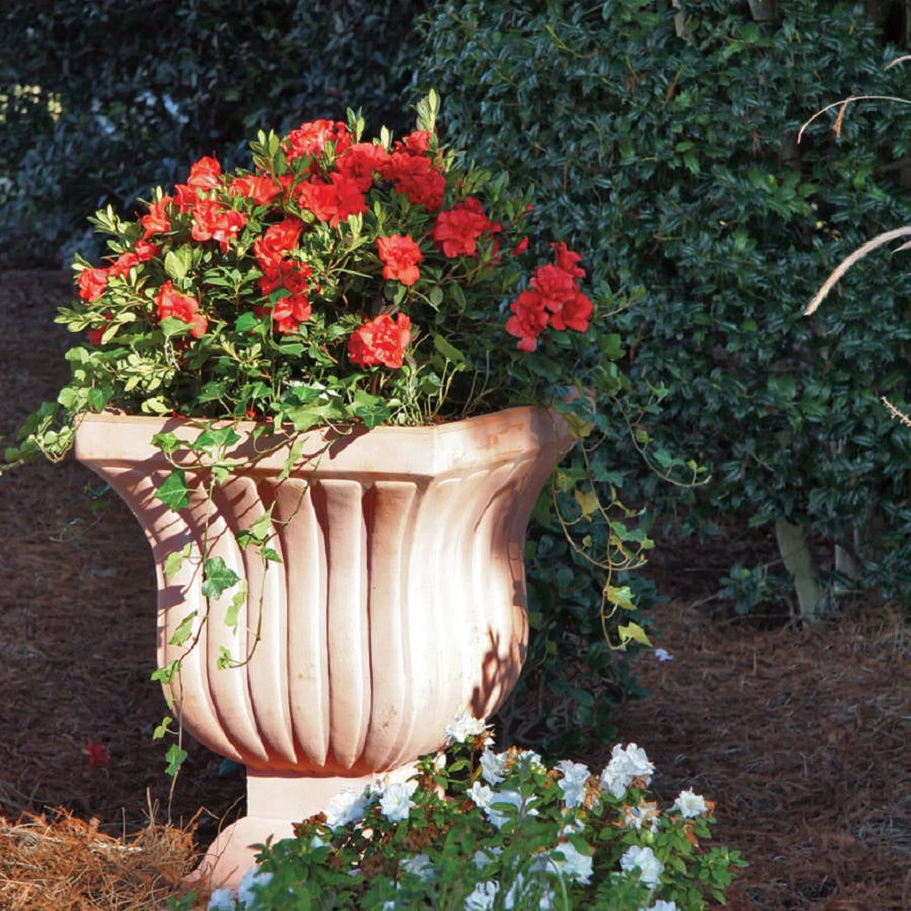Encore Azalea Autumn Embers (3 Gallon) Red Pink Flowering Shrub - Full Sun Live Outdoor Plant