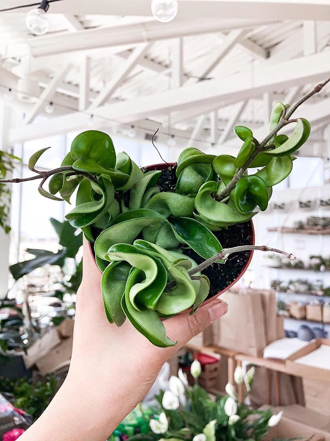 Hoya Hindu Rope Plant - Live Plant in a 2 Inch Pot - Hoya Carnosa 'Compacta - Indoor Houseplants Straight from The Nursery
