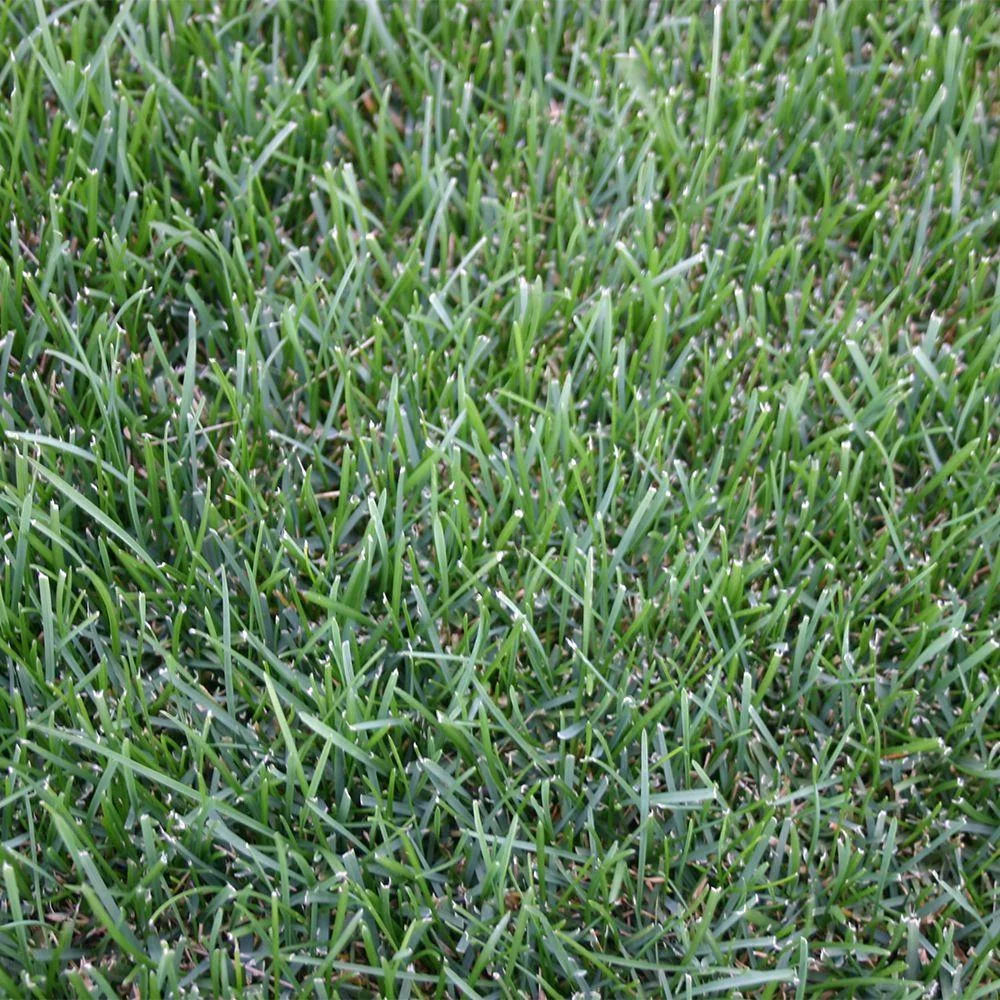 Bluegrass 500 sq. ft. Sod Pallet