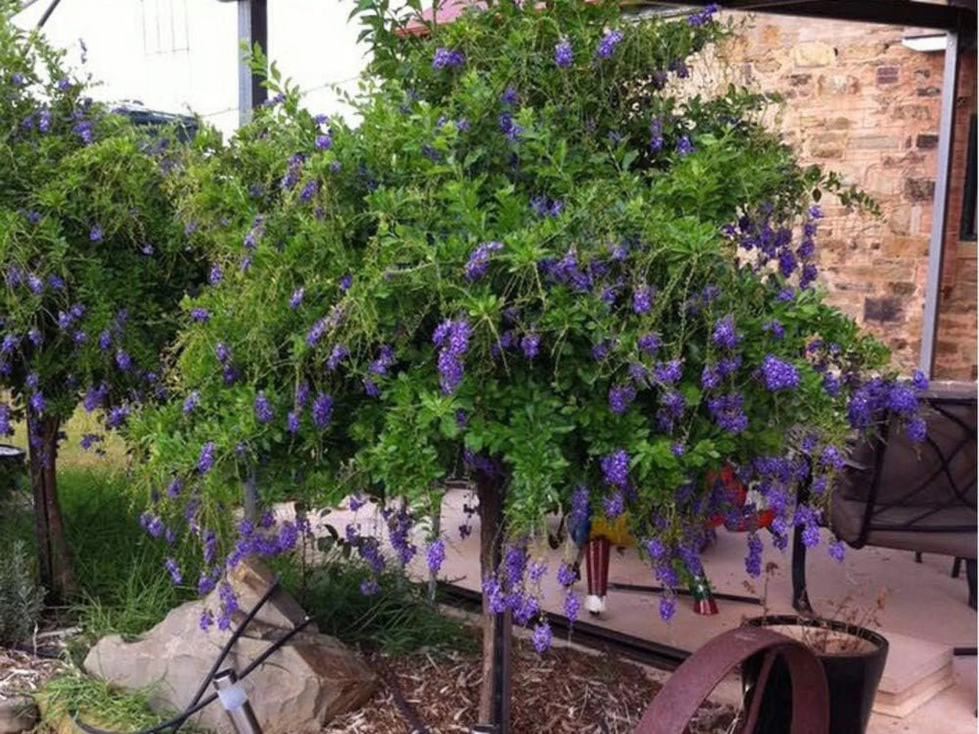 Sapphire Showers Duranta - Live Plant in a 10 Inch Pot - Duranta Erecta 