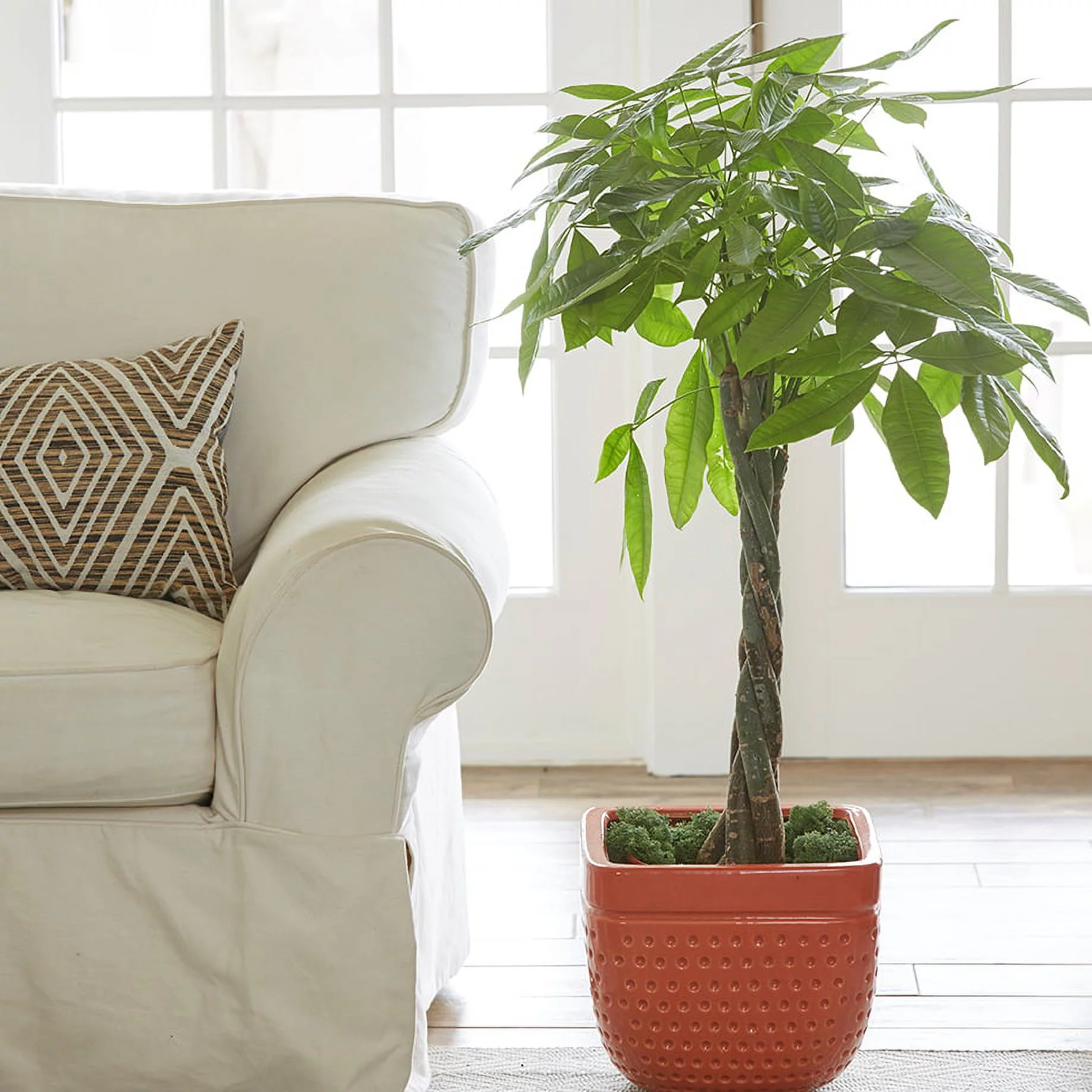 Costa Farms Live Indoor 42 in. Tall Pachira Braid; Indirect Sunlight Plant in 10in. Grower Pot