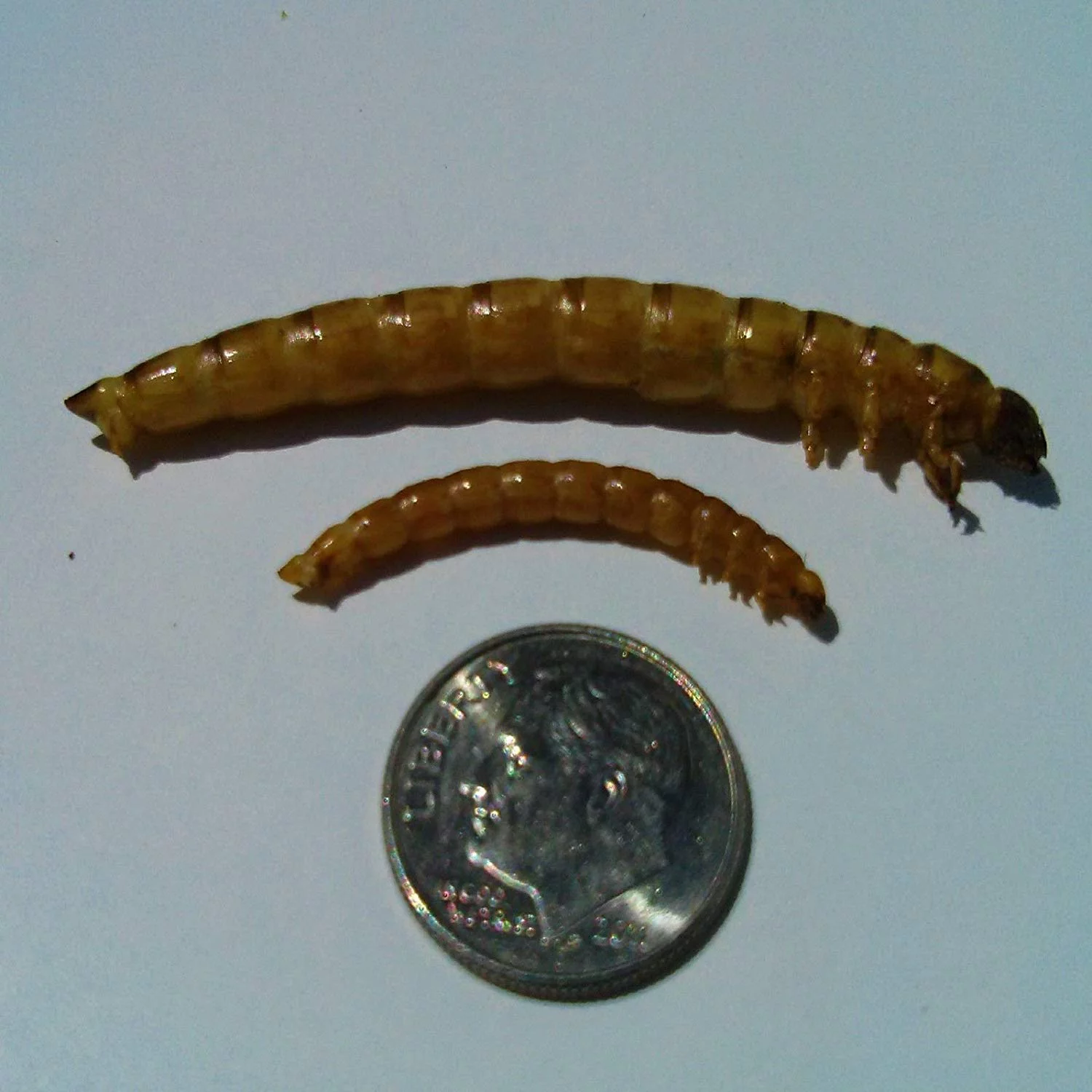 Aquatic Foods Freeze Dried GIANT Mealworms, Ideal for Large Fish, Turtles, Pond Fish, Birds, Hamsters & Reptiles - 1/4-lb