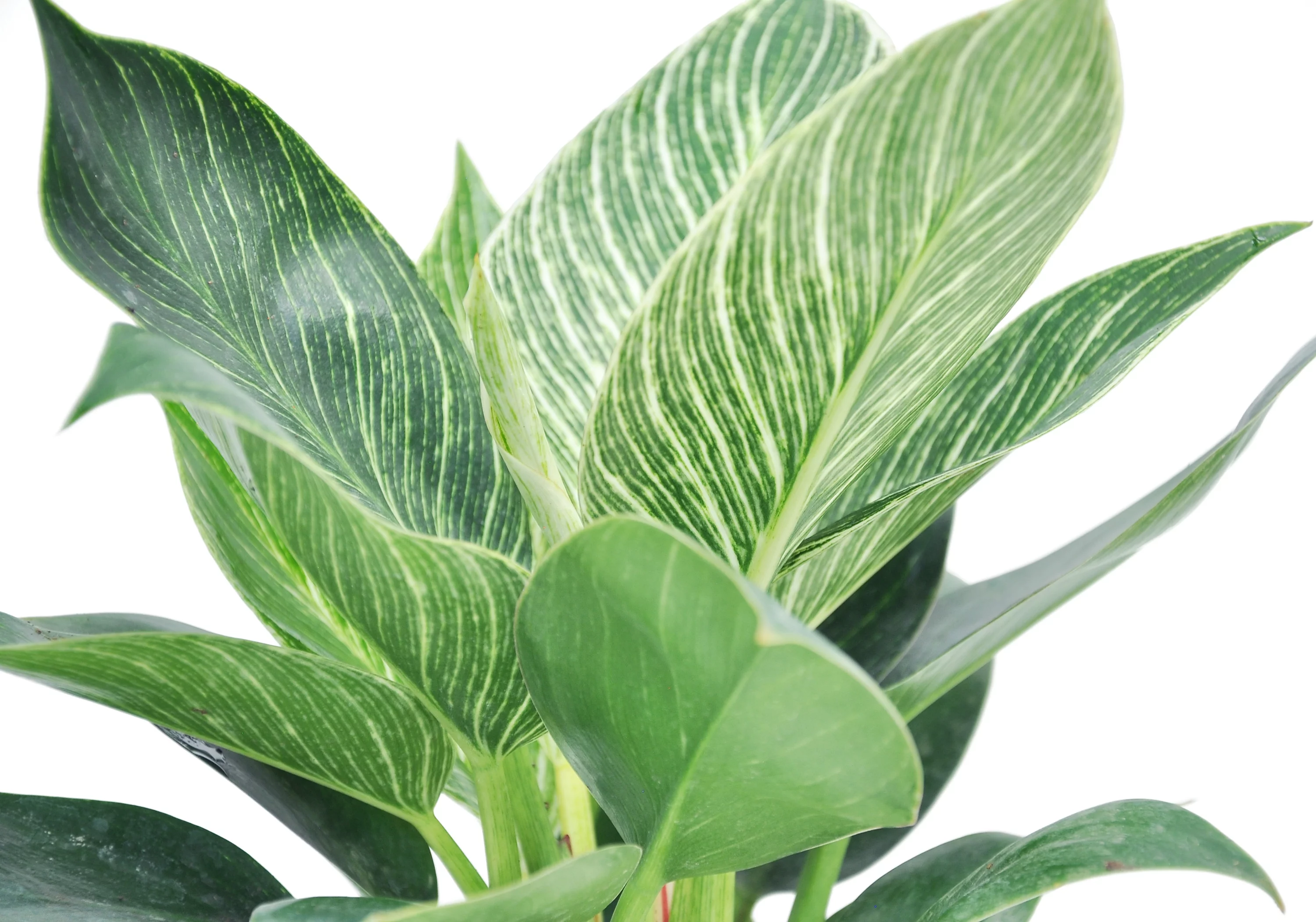 Costa Farms Live Indoor 14in.Tall Philodendron Birkin Plant in 6in. Mid Century Modern
