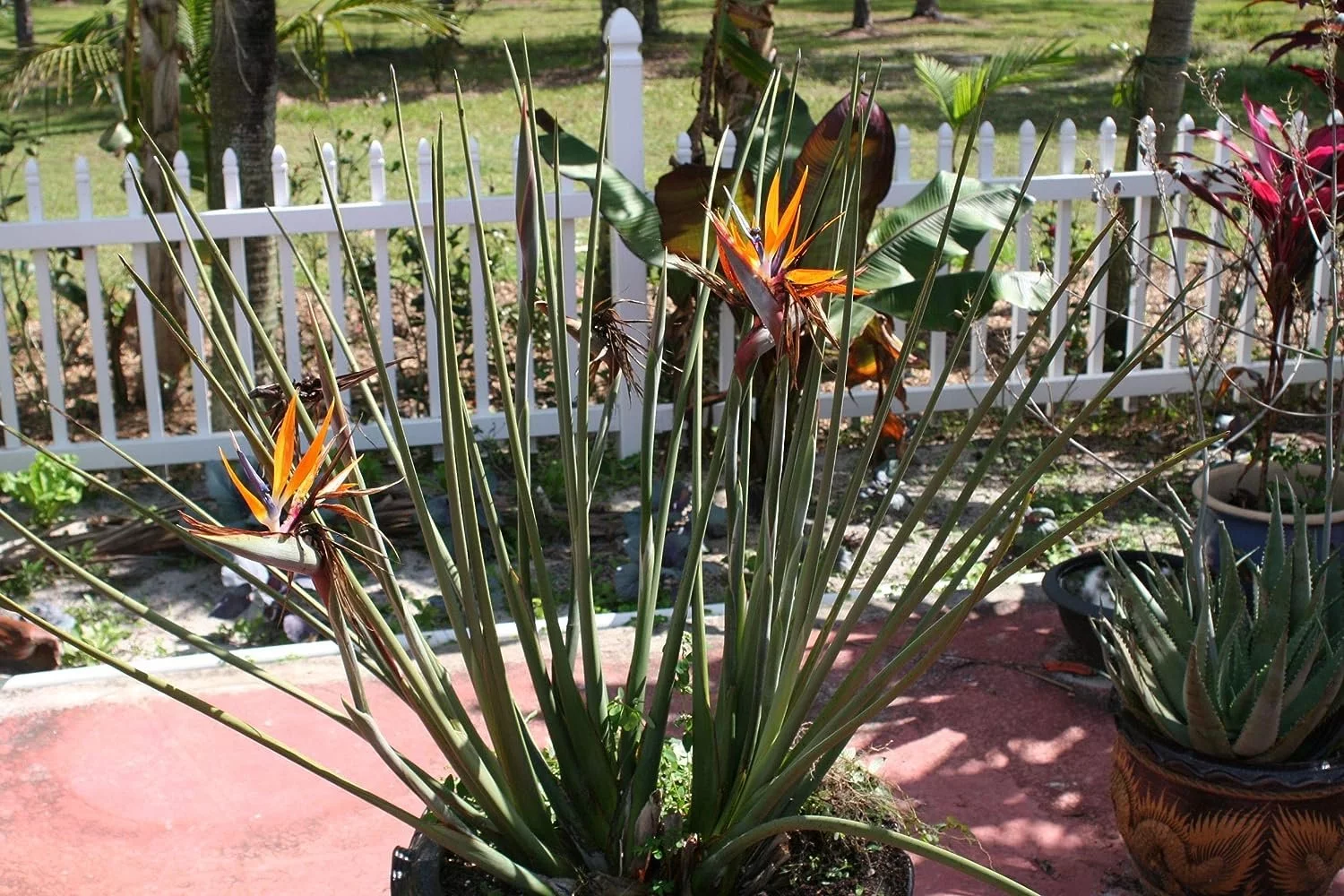 Leafless Orange Bird of Paradise - 3 Live Plants in a Inch Pots - Strelitzia Juncea - Extremely Rare and Stunning Tropical Evergreen Plant