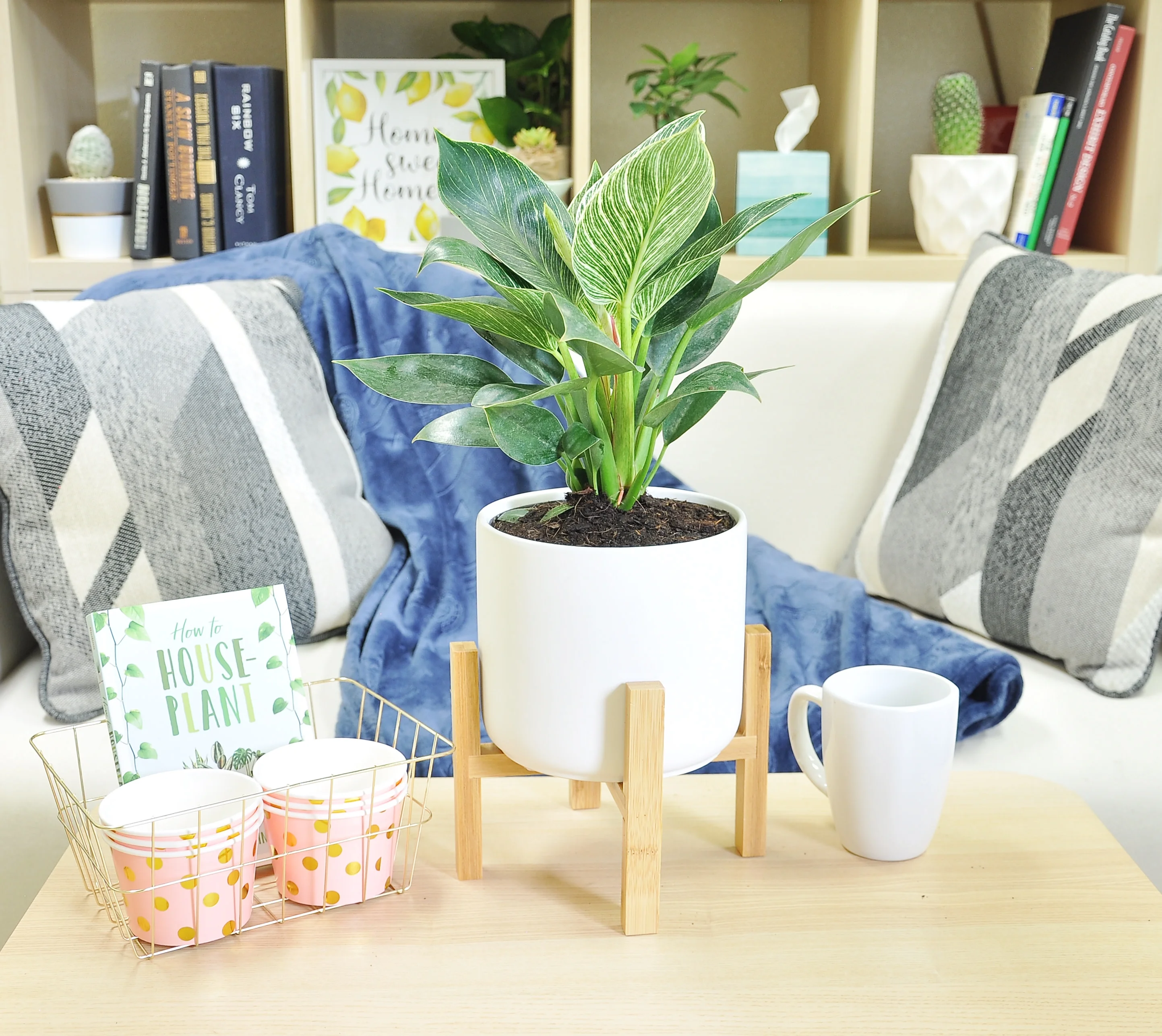 Costa Farms Live Indoor 14in.Tall Philodendron Birkin Plant in 6in. Mid Century Modern