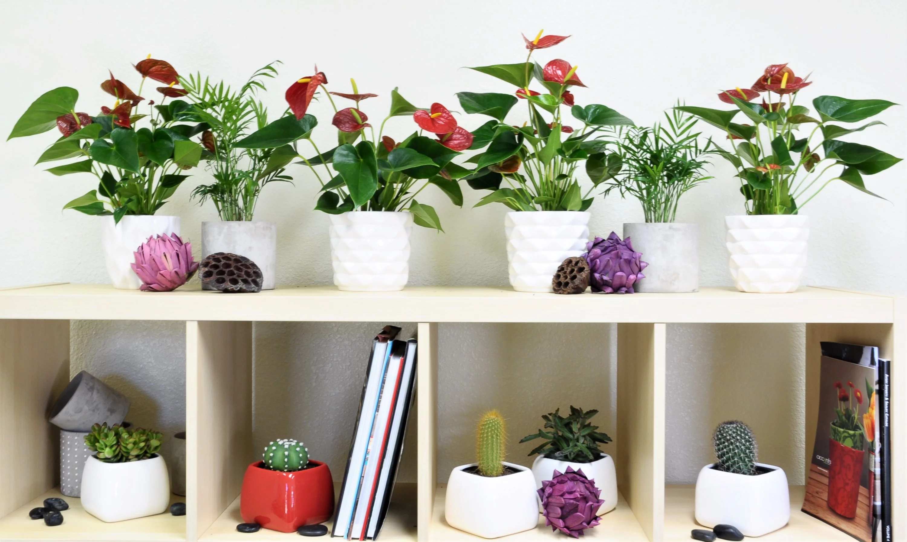 Costa Farms Live Indoor 12in. Tall Red Anthurium; Bright, Indirect Sunlight Plant in 4in. Grower Pot, 2-Pack