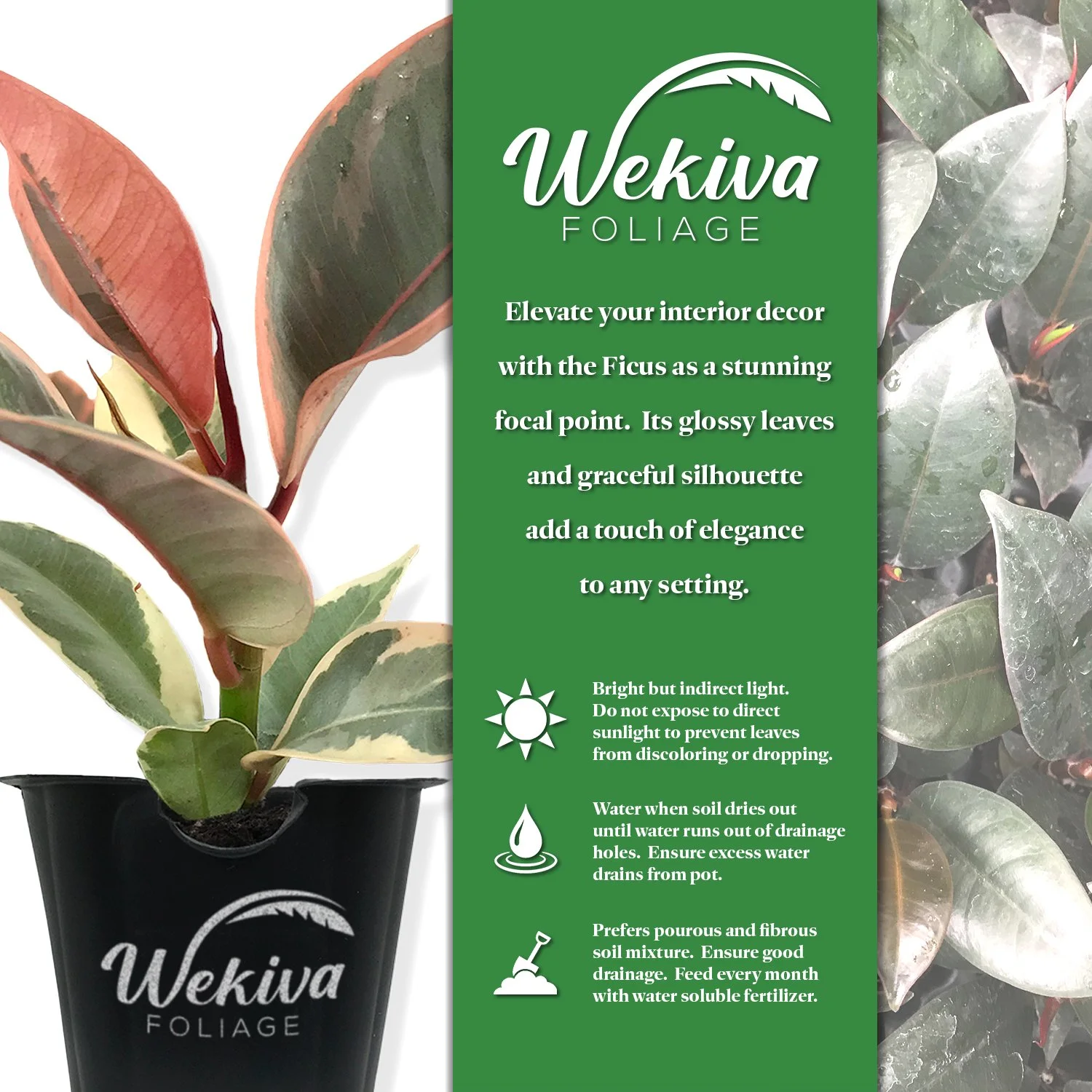 Ficus Tineke Tree - 4 Live Starter Plants in 2 Inch Pots - Ficus Elastica Tineke - Stunning Easy Care Interior Houseplant