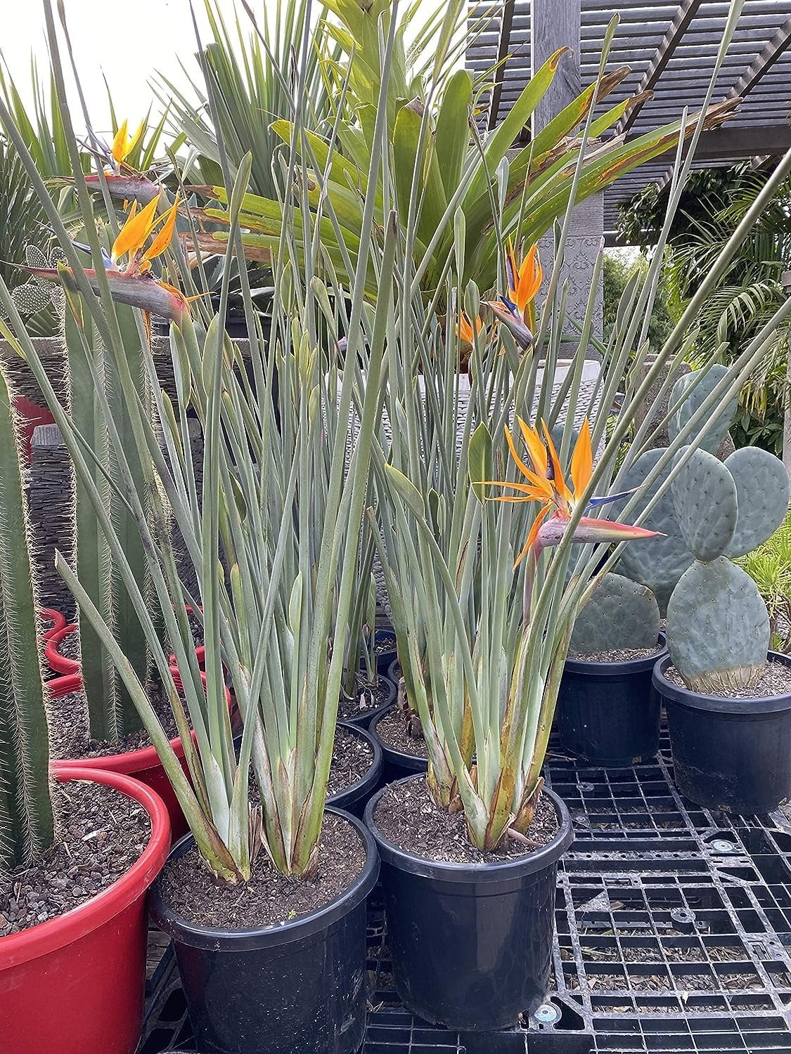 Leafless Orange Bird of Paradise - 3 Live Plants in a Inch Pots - Strelitzia Juncea - Extremely Rare and Stunning Tropical Evergreen Plant