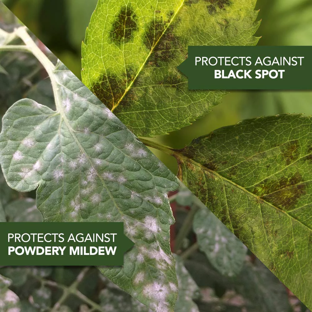 Natria 706240A Organic Plant Protection From Pests and Diseases Neem Oil Concentrate 24 Oz, 24-Ounce NEW