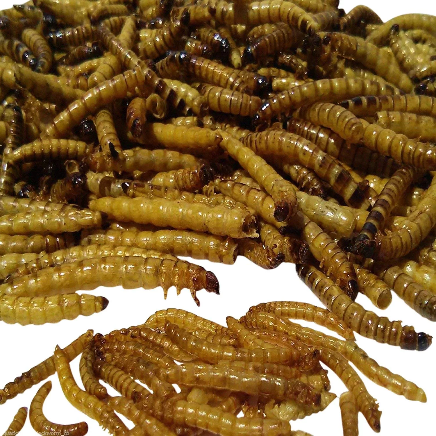 Aquatic Foods Freeze Dried GIANT Mealworms, Ideal for Large Fish, Turtles, Pond Fish, Birds, Hamsters & Reptiles - 1/4-lb