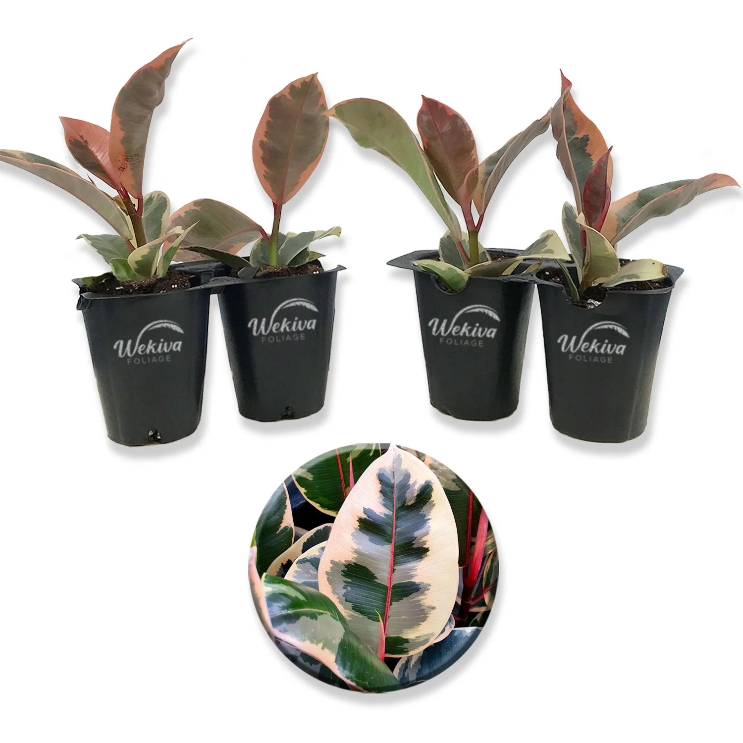 Ficus Tineke Tree - 4 Live Starter Plants in 2 Inch Pots - Ficus Elastica Tineke - Stunning Easy Care Interior Houseplant
