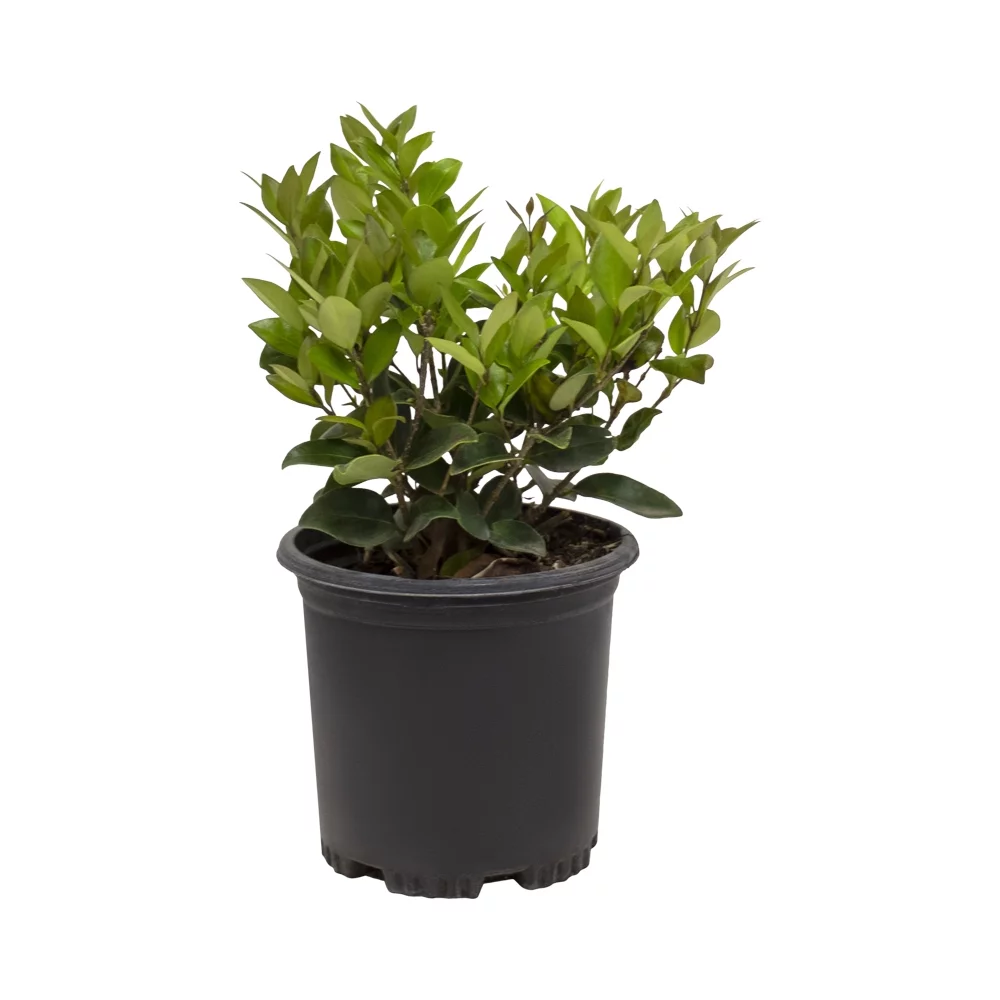 Altman Plants 1Gal Ligustrum Japonicum Live Plant Pot