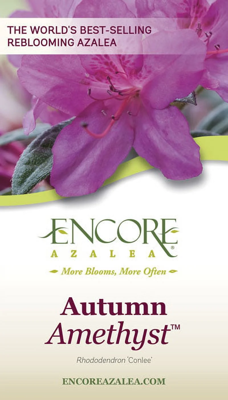 Encore Azalea Autumn Amethyst (1 Gallon) Lavender Purple Flowering Shrub - Full Sun Live Outdoor Plant