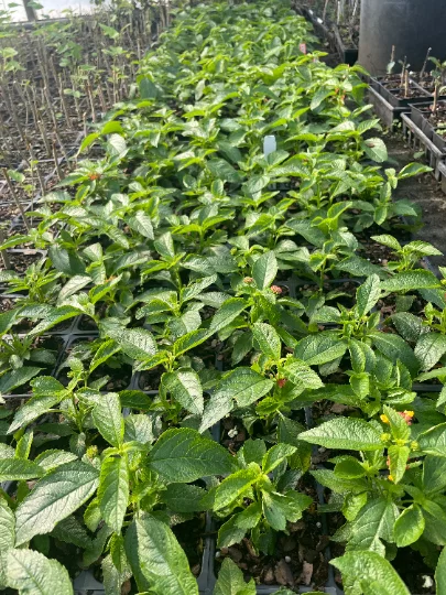 3 Miss Huff Lantana Camara Flowers Cold Hardy-Natural Mosquito Repellant-Attract Hummingbirds & Butterflies-3.5 inch Pots
