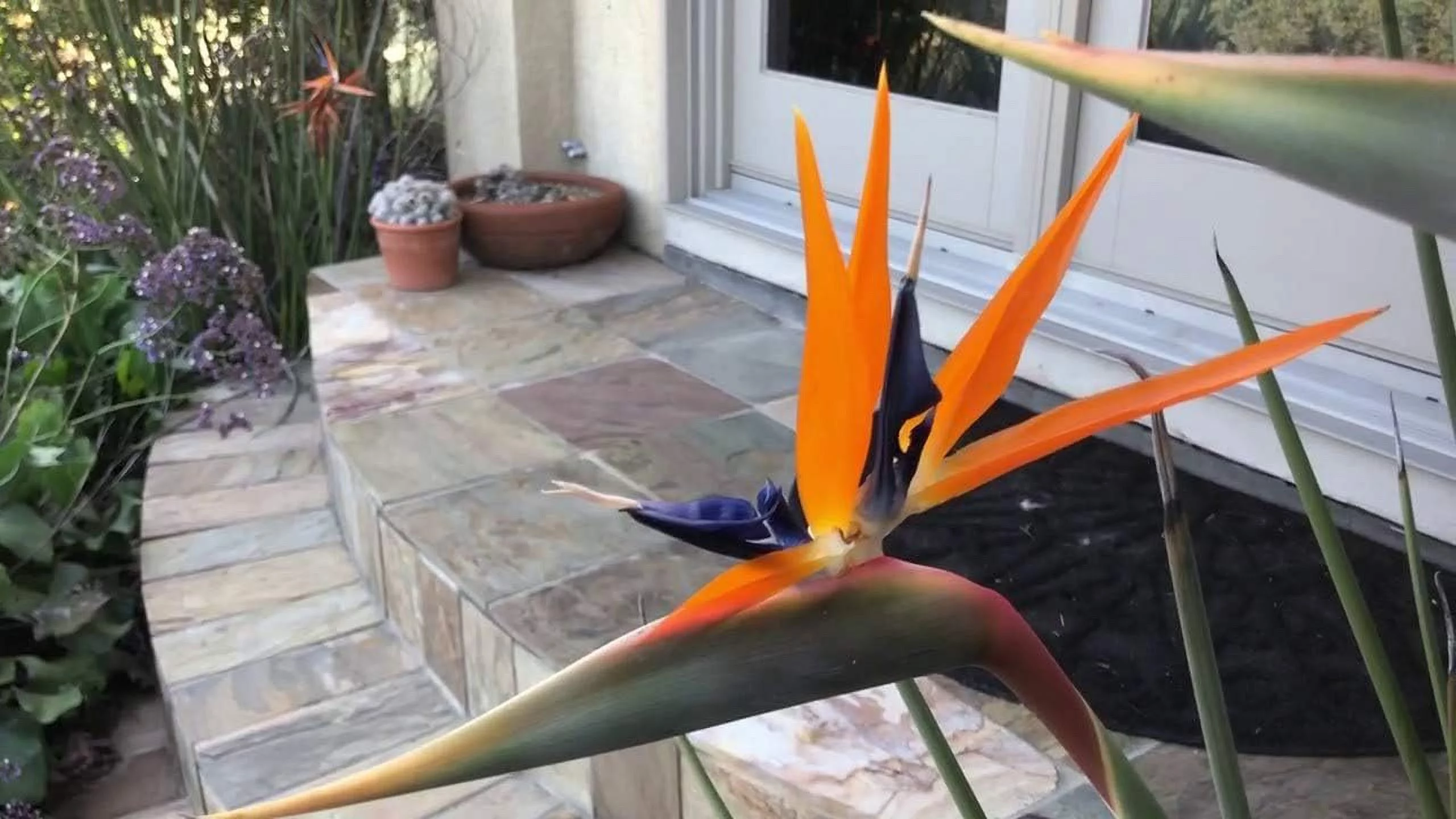 Leafless Orange Bird of Paradise - 3 Live Plants in a Inch Pots - Strelitzia Juncea - Extremely Rare and Stunning Tropical Evergreen Plant