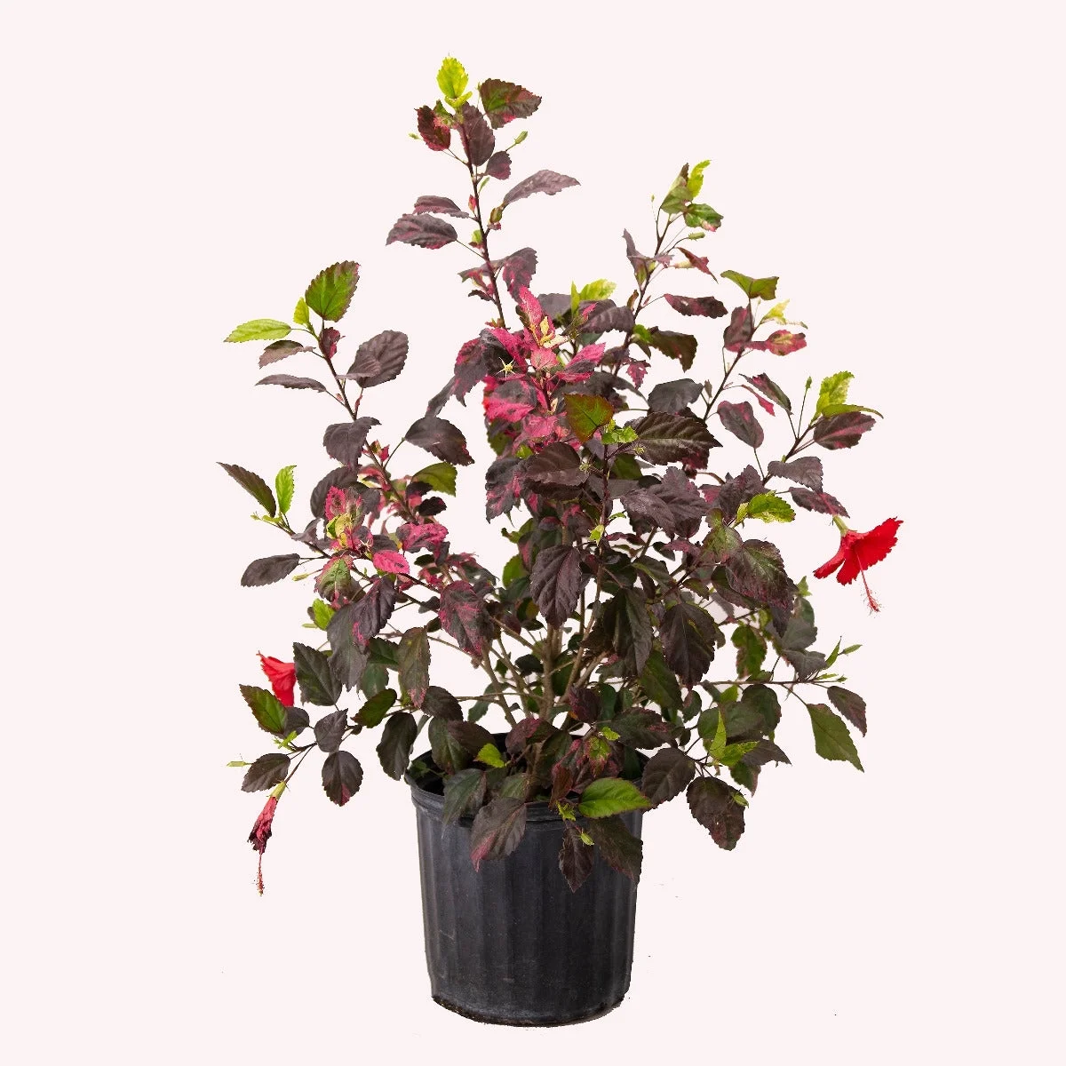 American Plant Exchange Hibiscus Red Hot, Multi-Color Live Plant, 10-Inch Pot, Tropical Shrub Perfect for Home and Garden