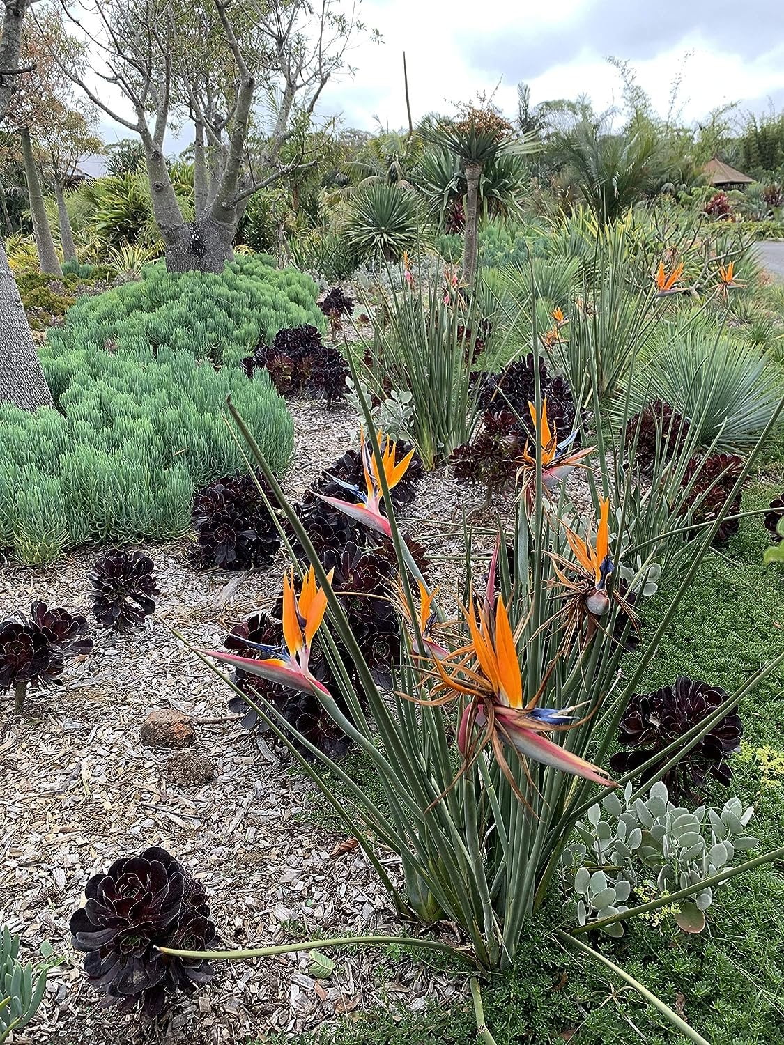 Leafless Orange Bird of Paradise - 3 Live Plants in a Inch Pots - Strelitzia Juncea - Extremely Rare and Stunning Tropical Evergreen Plant