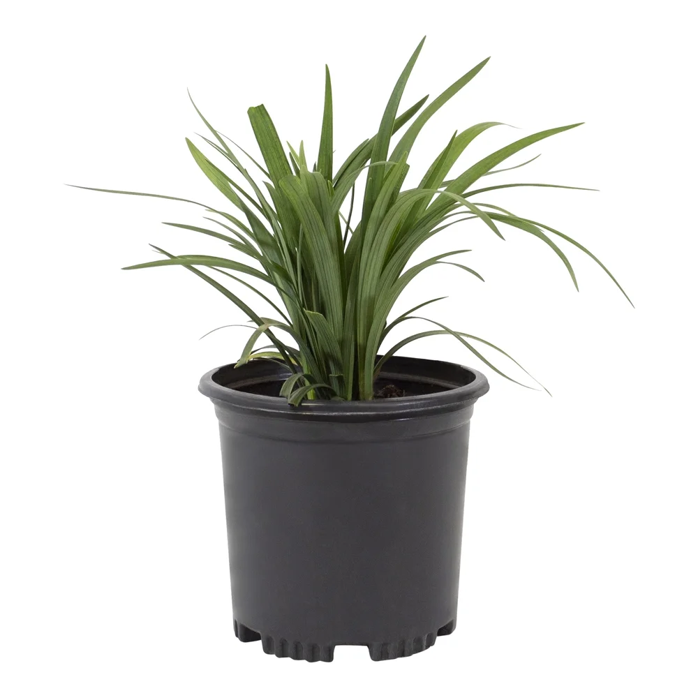 Altman Plants 1Gal Liriope Live Plant with Grower Pot