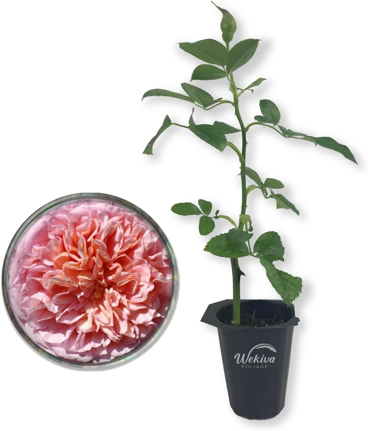 Abraham Darby Rose Bush - Live Starter Plant in a 2 Inch Pot - Beautifully Fragrant Heirloom Rose from Florida - A Versatile Beauty with a Rich Fragrance