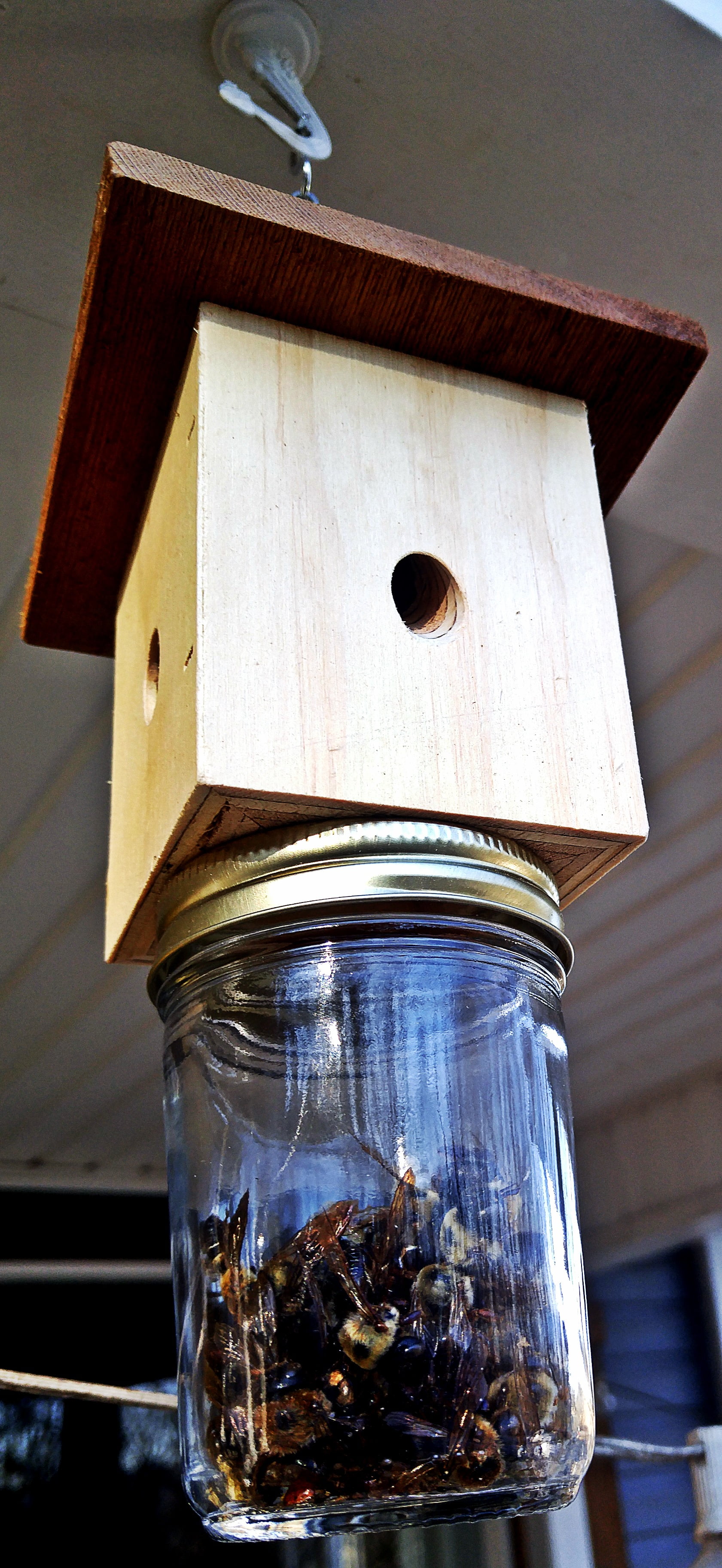 Donaldson Farms Carpenter Bee Trap