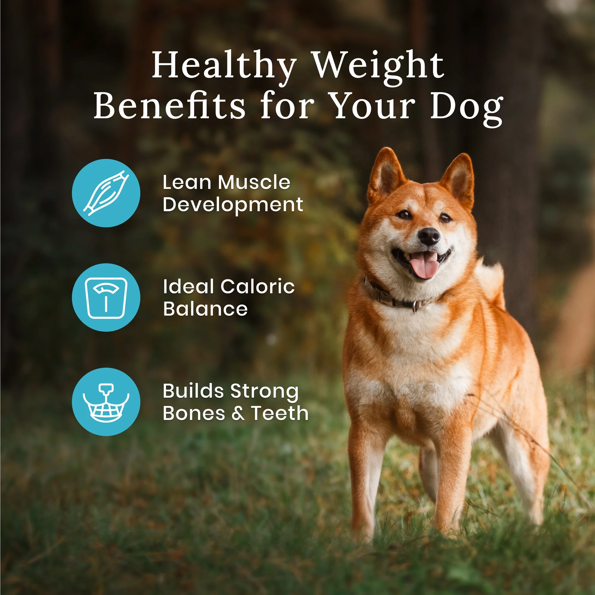 Blue Buffalo Wilderness High Protein Natural Healthy Weight Adult Dry Dog Food Plus Wholesome Grains, Chicken 28 lb Bag
