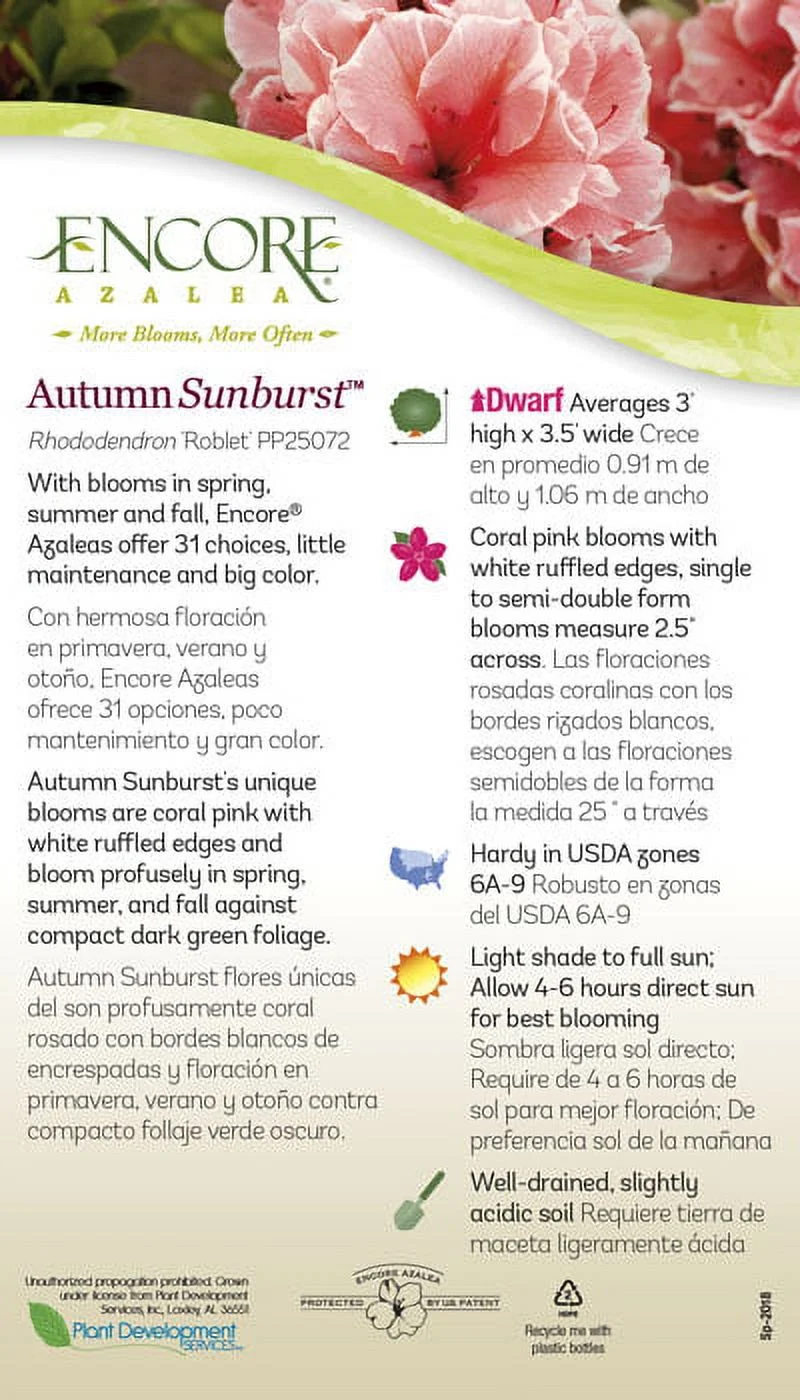 Encore Azalea Autumn Sunburst (2 Gallon) Pink and White Flowering Shrub - Full Sun Live Outdoor Plant