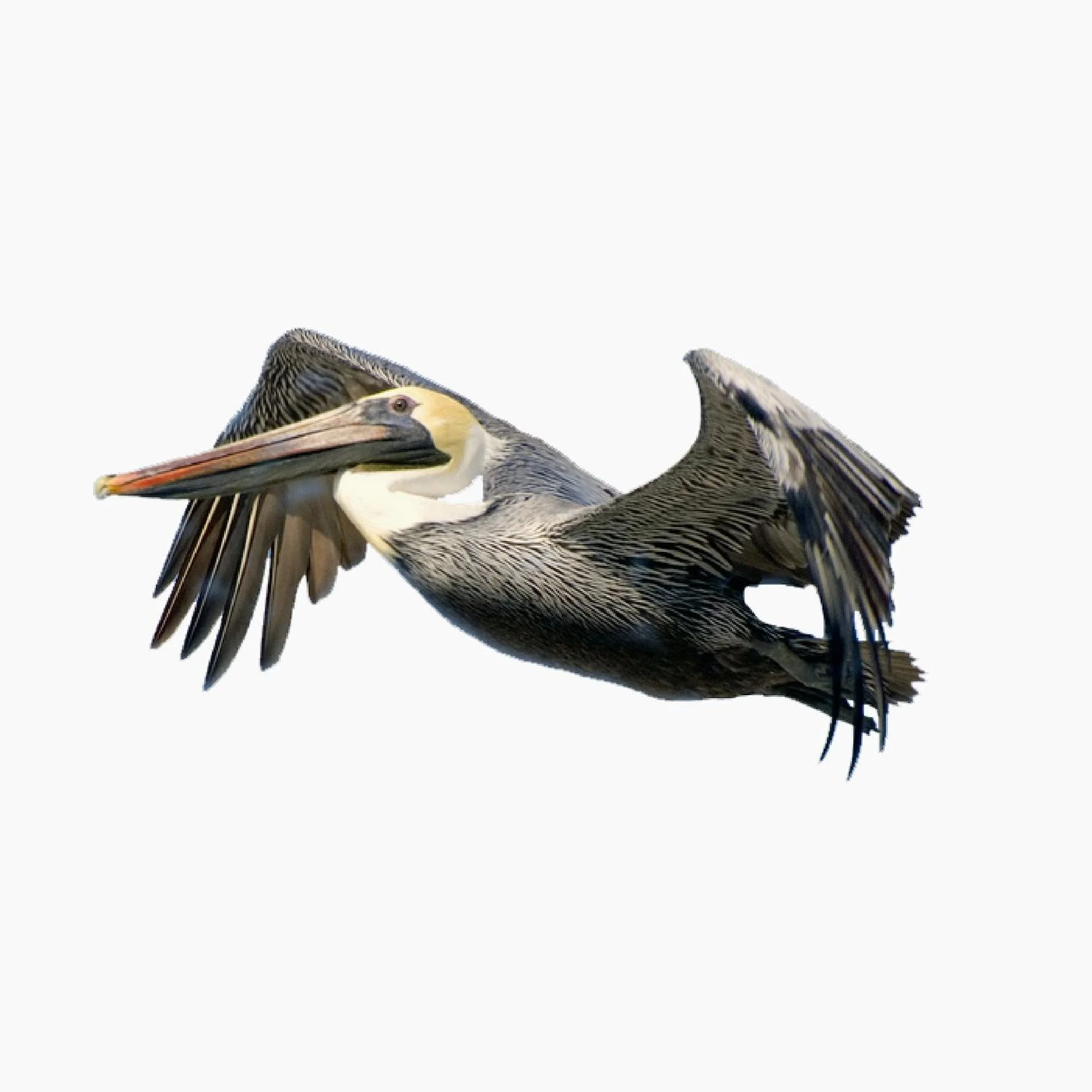CafePress - Pelican Flying - Trucker Hat - Polyester Foam Front and Nylon Mesh Weave Back