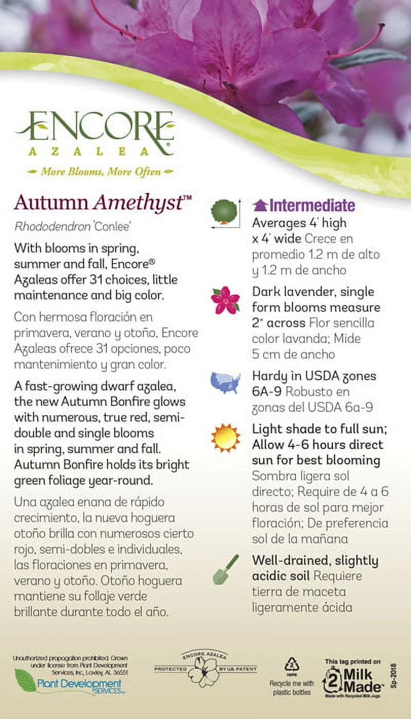 Encore Azalea Autumn Amethyst (1 Gallon) Lavender Purple Flowering Shrub - Full Sun Live Outdoor Plant