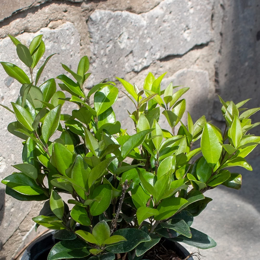 Altman Plants 1Gal Ligustrum Japonicum Live Plant Pot