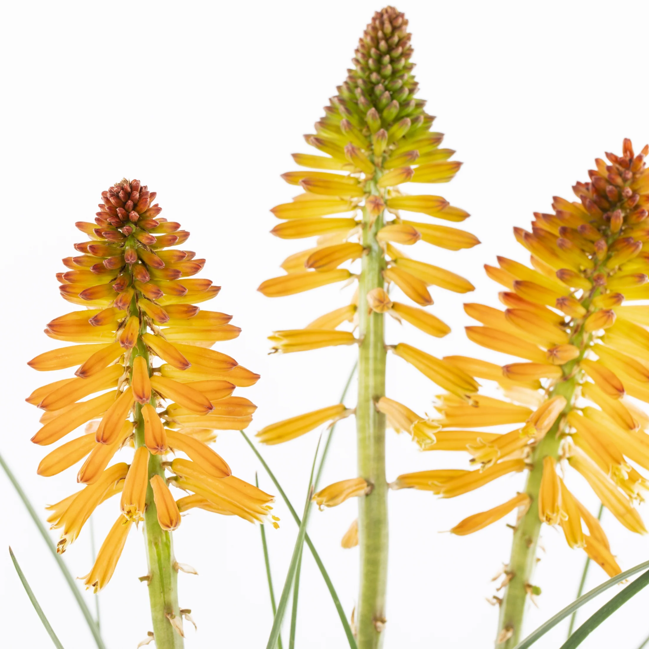 Better Homes & Gardens 2.5QT Multicolor Kniphofia Live Plant Grower Pot Sun