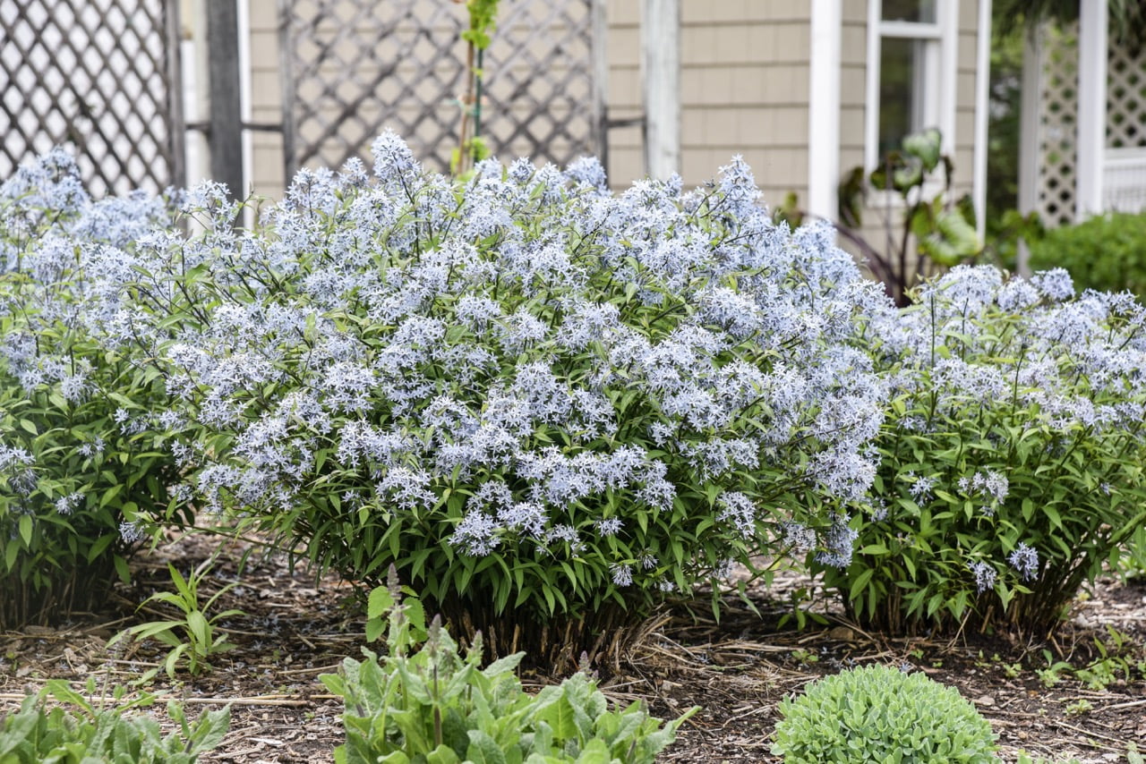 Storm Cloud Bluestar (Amsonia) Live Plant, Blue Flowers, 1 Gal.