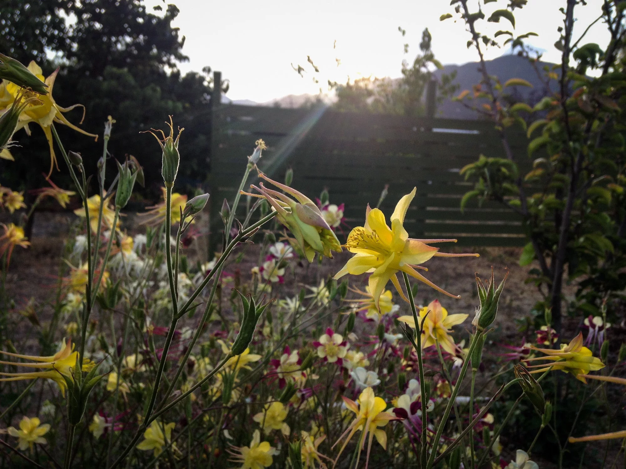 McKana Giants Columbine Flower Mix Seeds