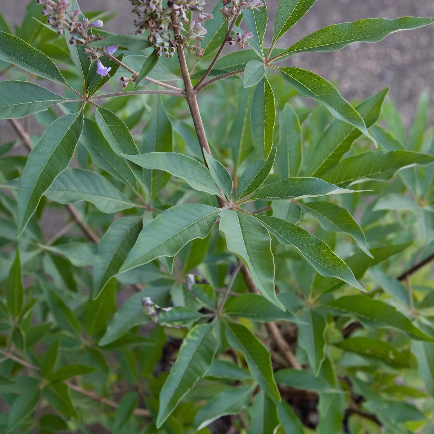 Shoal Creek Vitex (2.5 Gallon) Chaste Tree with Fragrant Lilac-Purple Flower Clusters - Texas