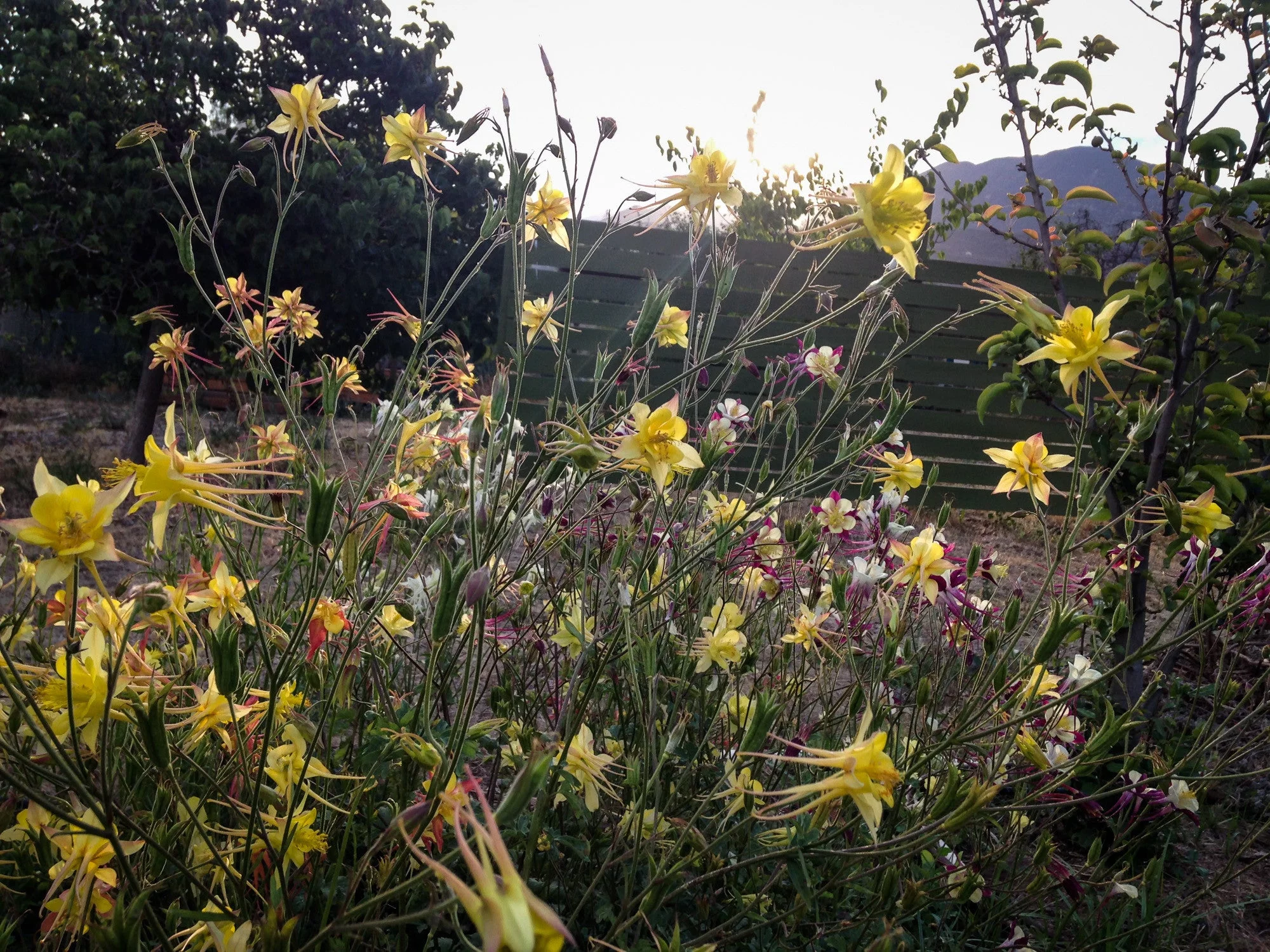 McKana Giants Columbine Flower Mix Seeds