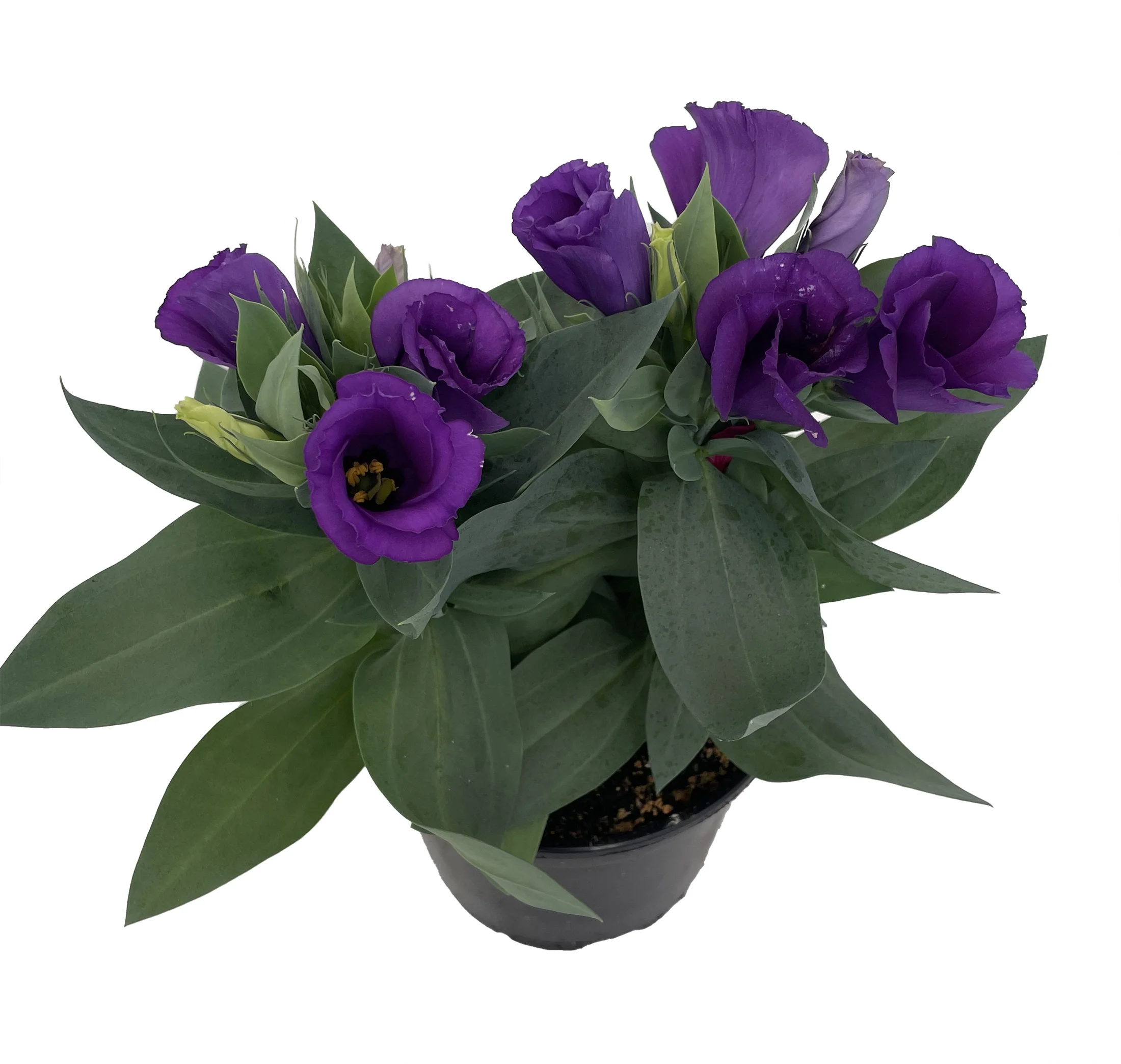 Purple Eustoma Lisianthus - 6