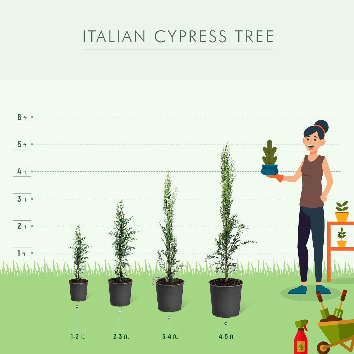 Brighter Blooms - Italian Cypress, 1-2 ft. - No Shipping To AZ