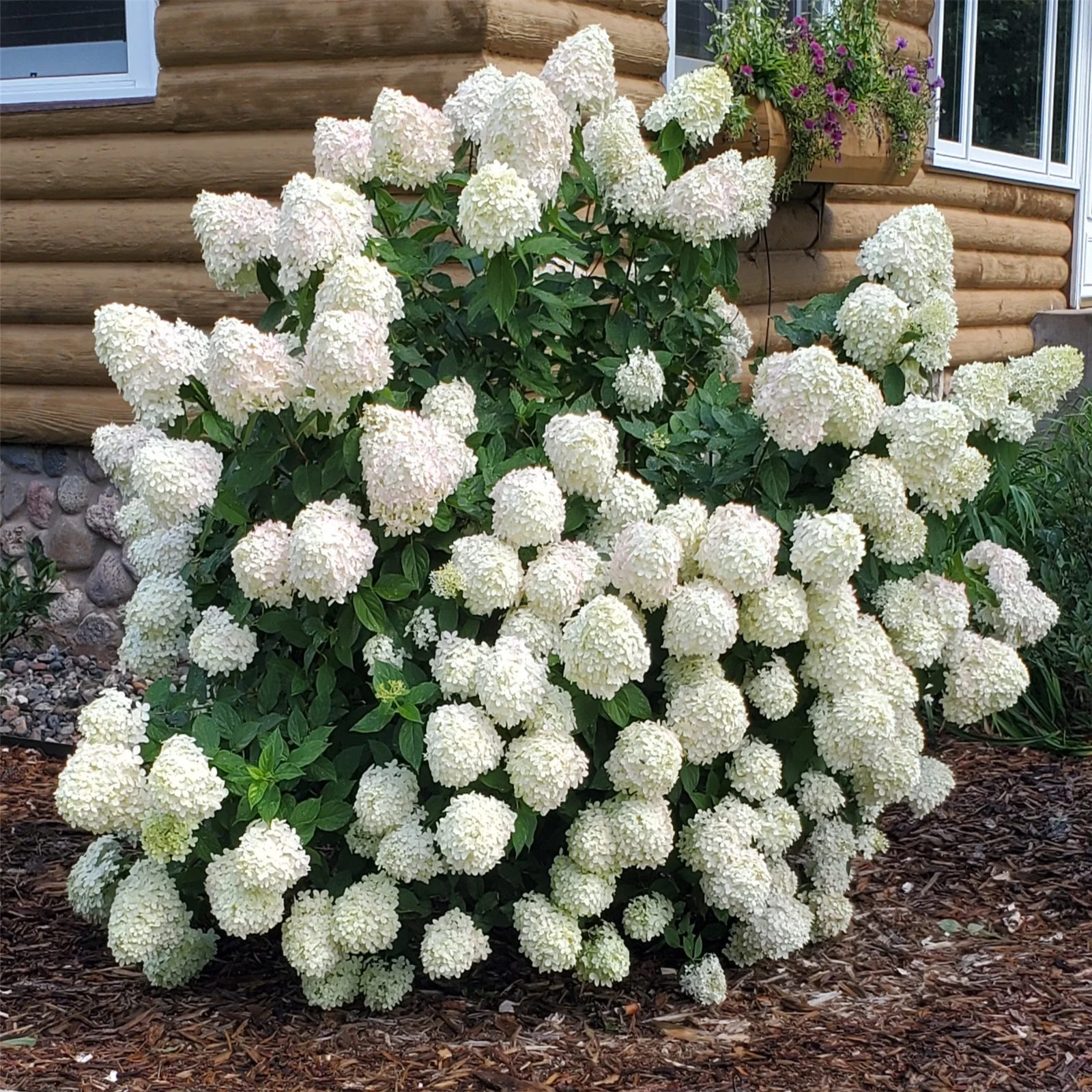 Hydrangea Bulbs, Hydrangea Rhizome,Gardening Treasures,Hydrangea Plants,Hydrangea Gallon, Cold And Drought Resistant, Easy For Gardeners To Grow,Hydrangea Plants,