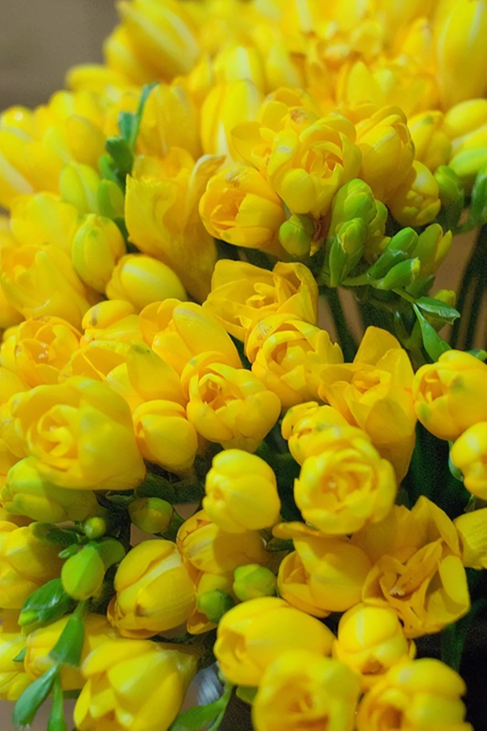 Freesia Bulbs, Fragrant Flowers, Flower Bulbs Flowering In All Seasons,Bright,Freesia Bulbs For Sale