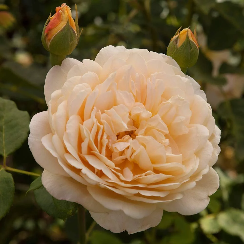 David Austin Rose Plant - Golden Celebration® Yellow Rose Bush, Live Roses Plant for Outdoor Planting