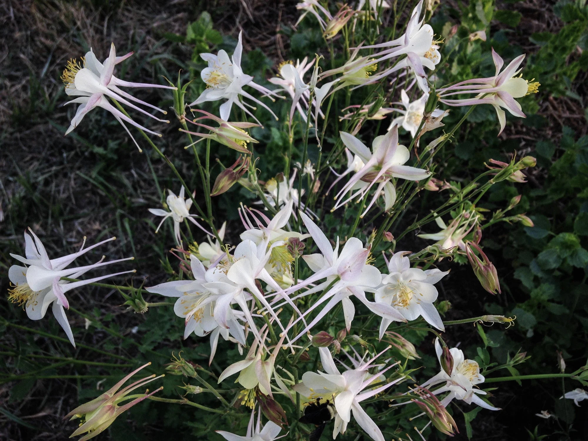 McKana Giants Columbine Flower Mix Seeds