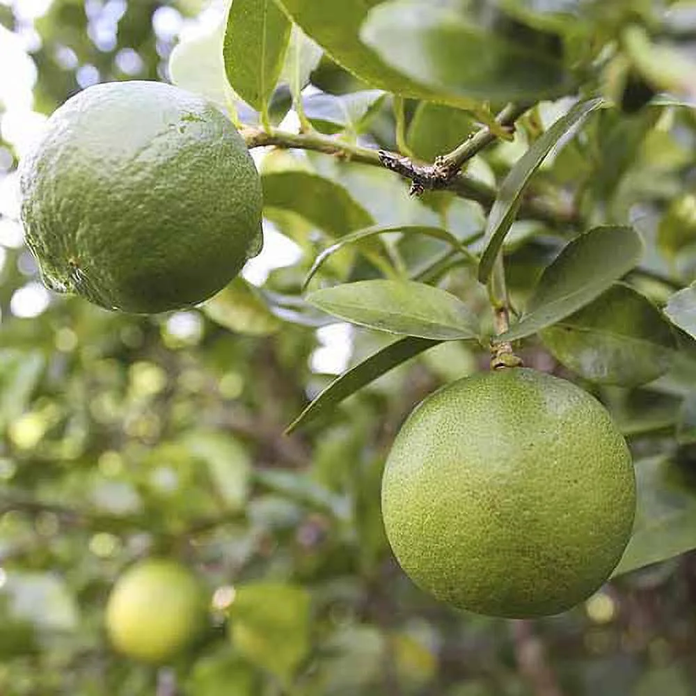 Bloomsz Citrus Fruit Tree Thornless Key Lime, 1-Year Old, 32