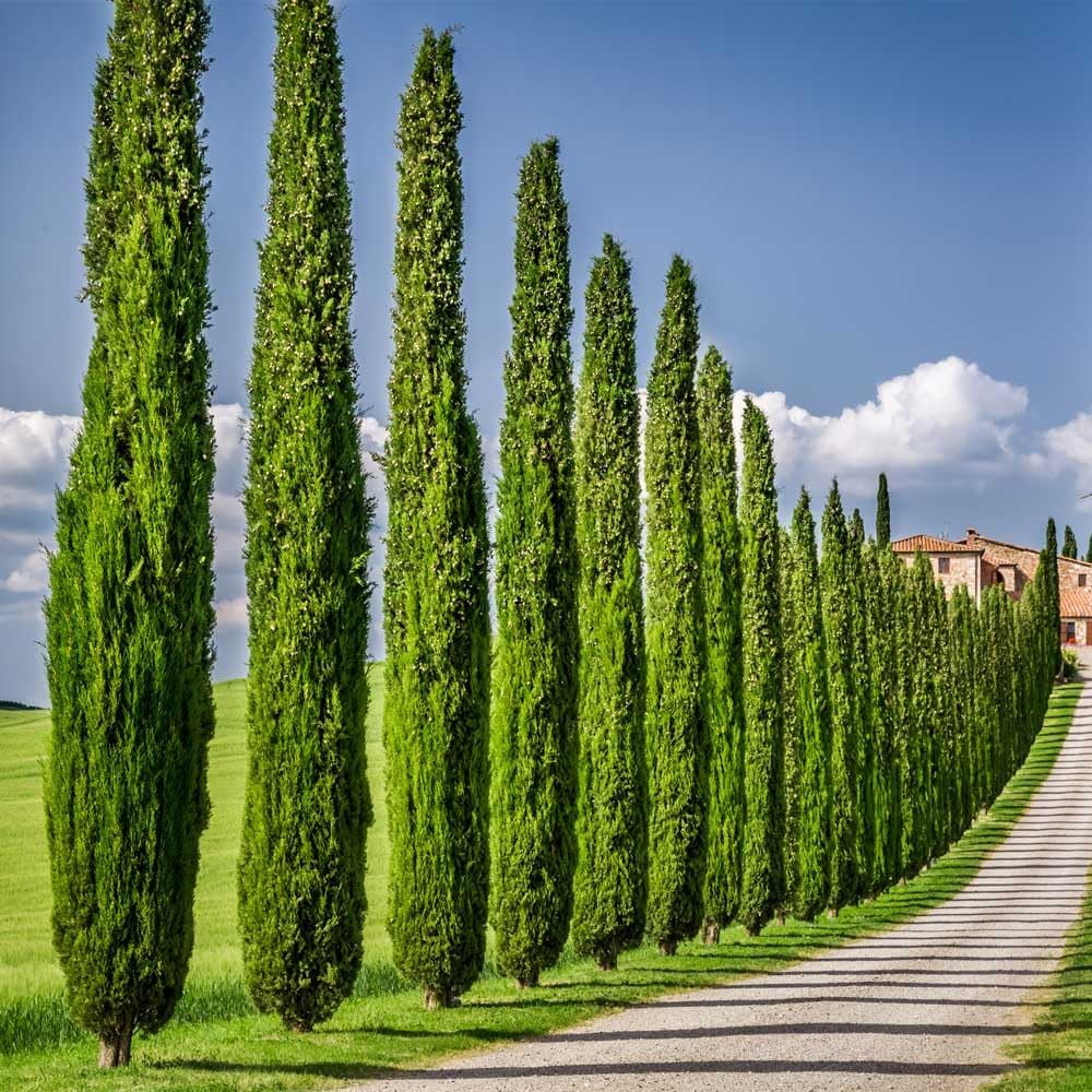 Brighter Blooms - Italian Cypress, 1-2 ft. - No Shipping To AZ