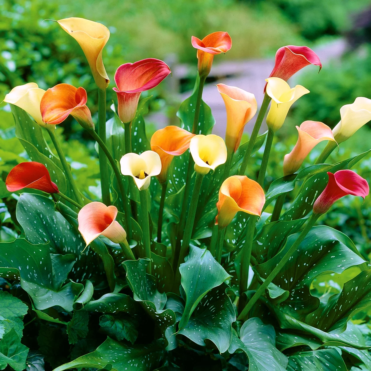 Van Zyverden Calla Lily Mix Dormant Flower Bulb Partial Sun; 3-6hrs Multi-Color