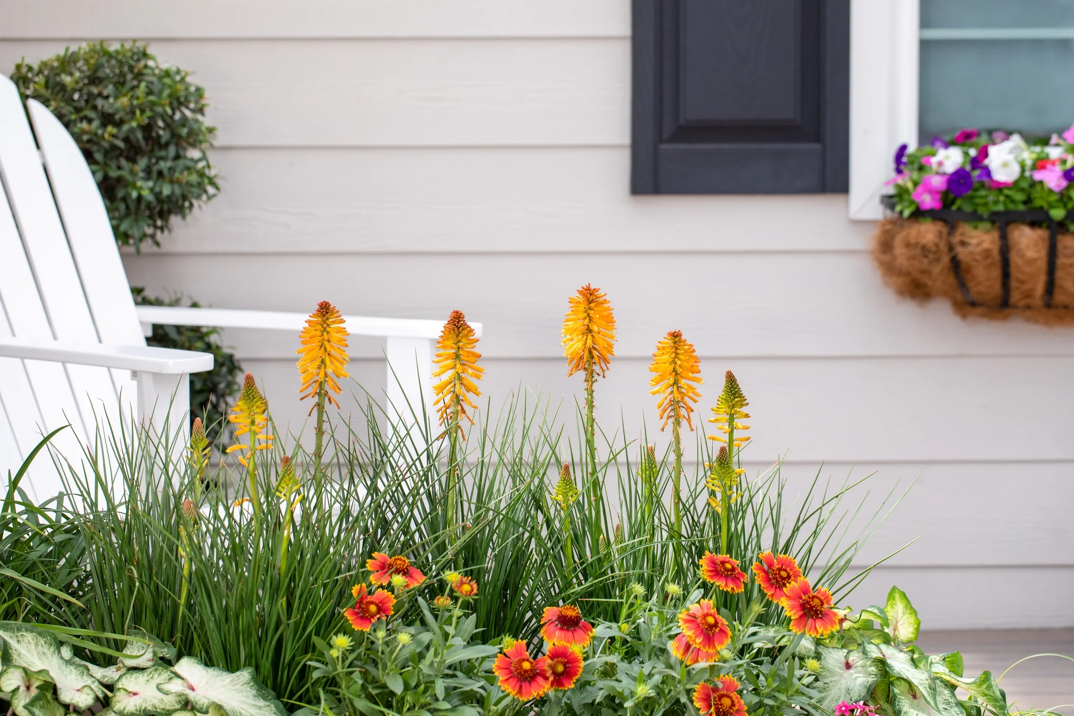 Better Homes & Gardens 2.5QT Multicolor Kniphofia Live Plant Grower Pot Sun