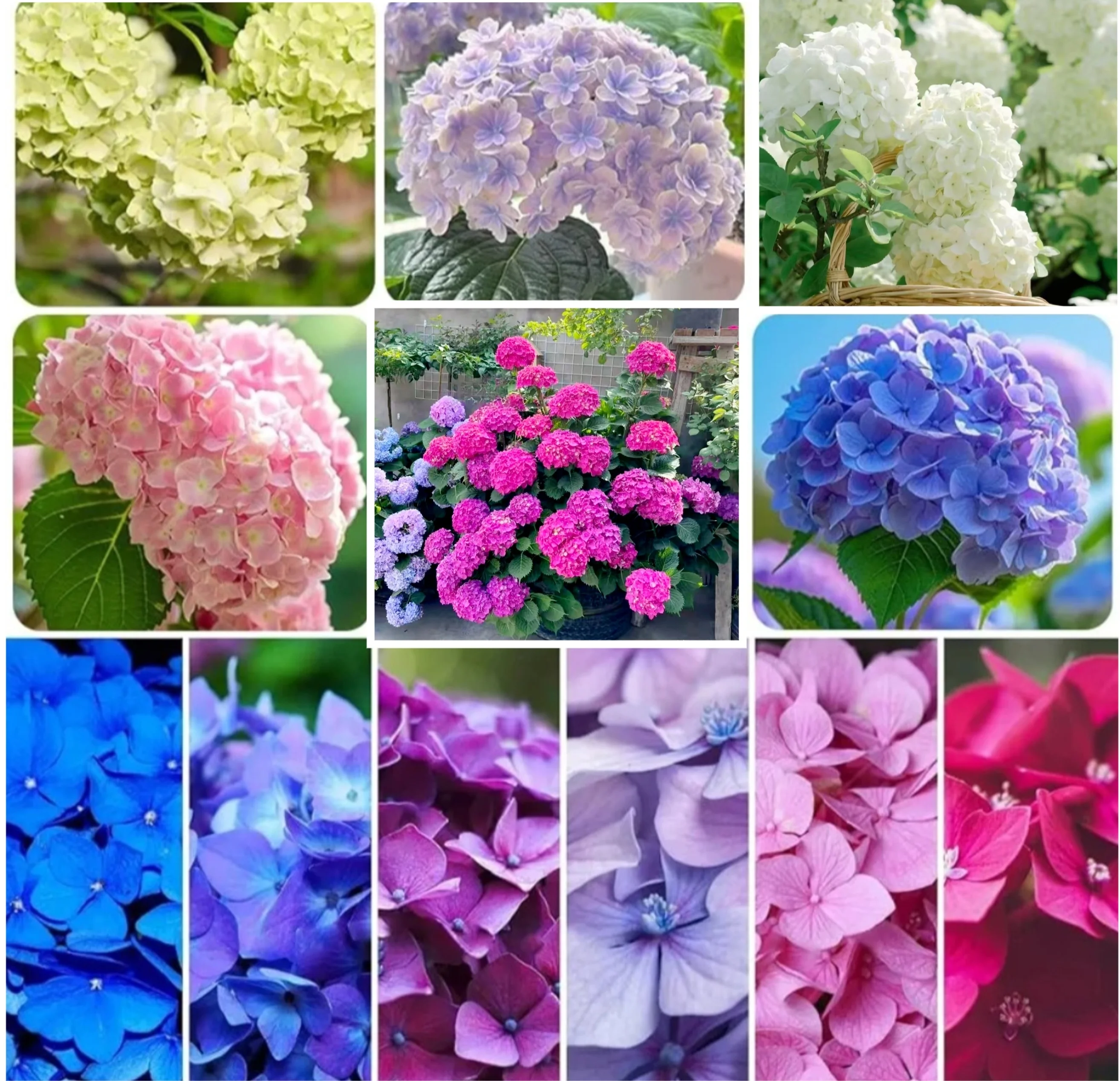 120 Hydrangea Seeds Giant Snowball for Planting Mix color Flowers Bush Plants Garden Shrub Bonsai