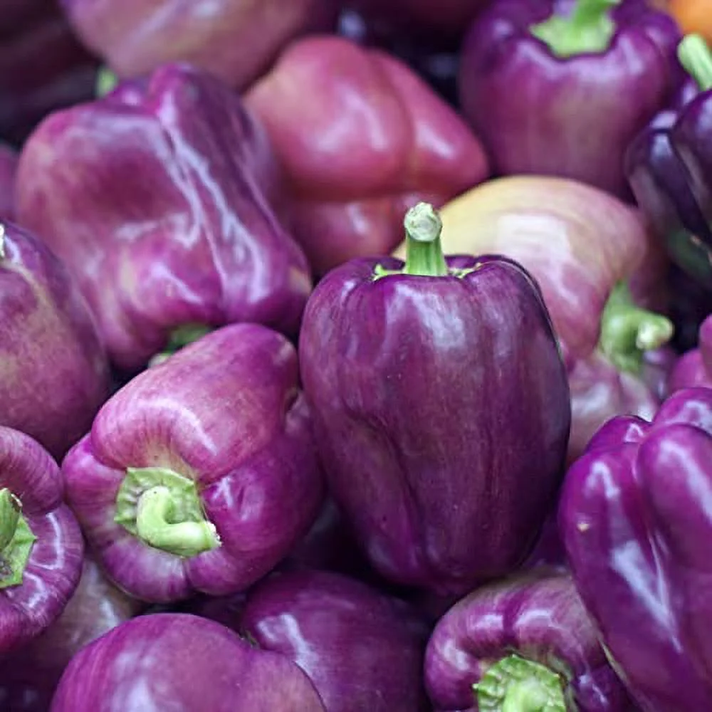 Clovers Garden Lilac Bell Pepper – Two (2) Live Plants – NonGMO - Not Seeds - Each 4